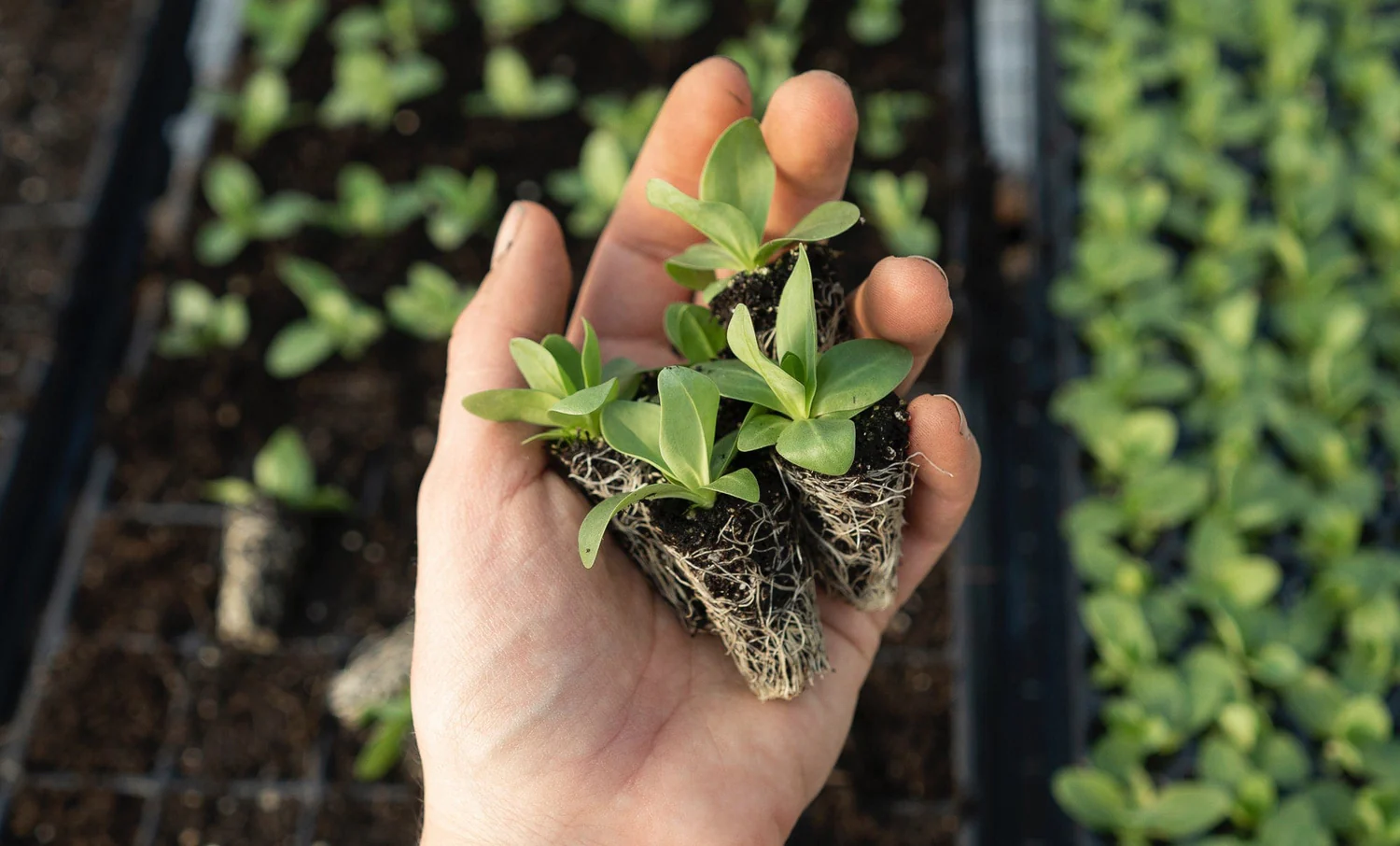 Freshness Delivered From British Soil