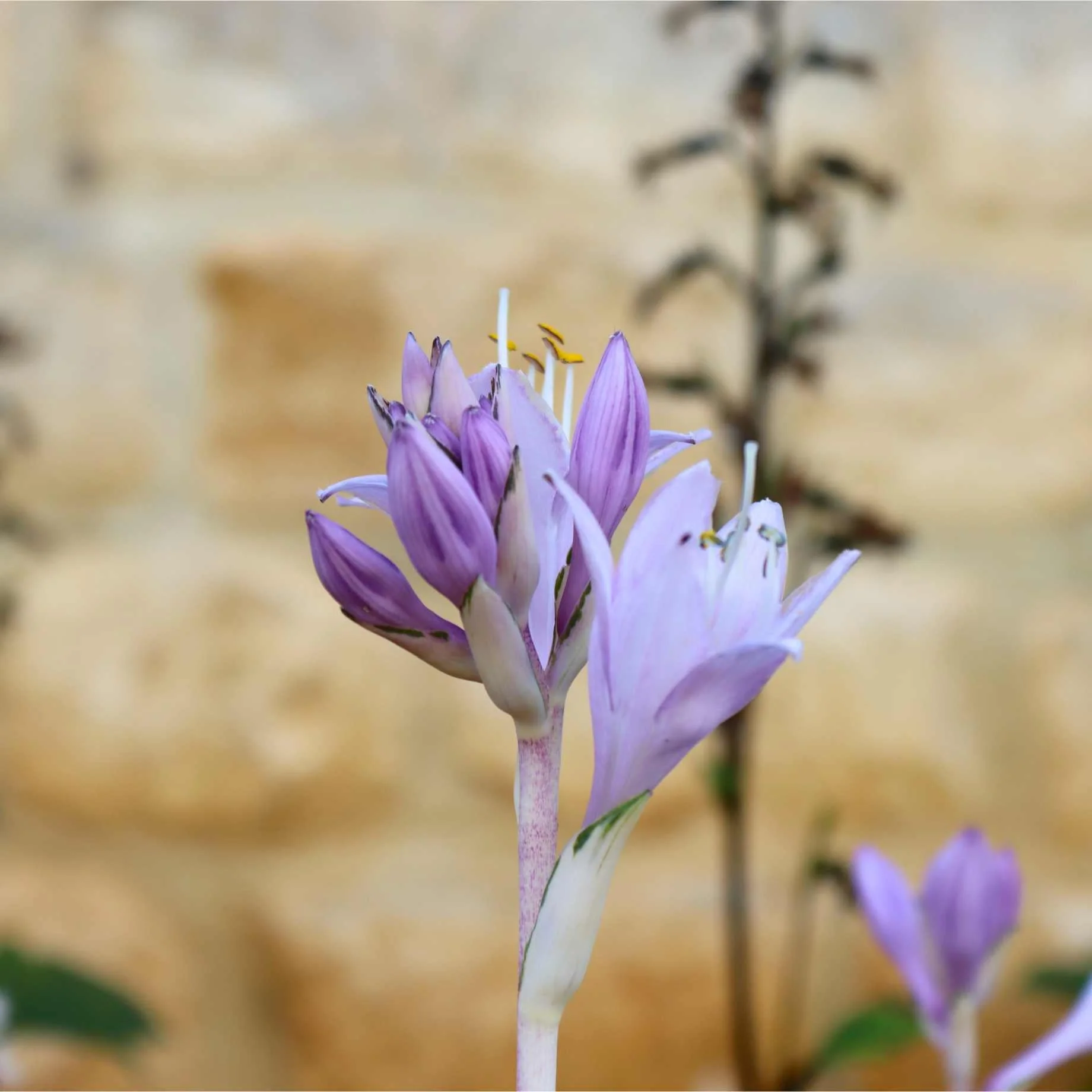 Hosta 'Patriot' - Image 5