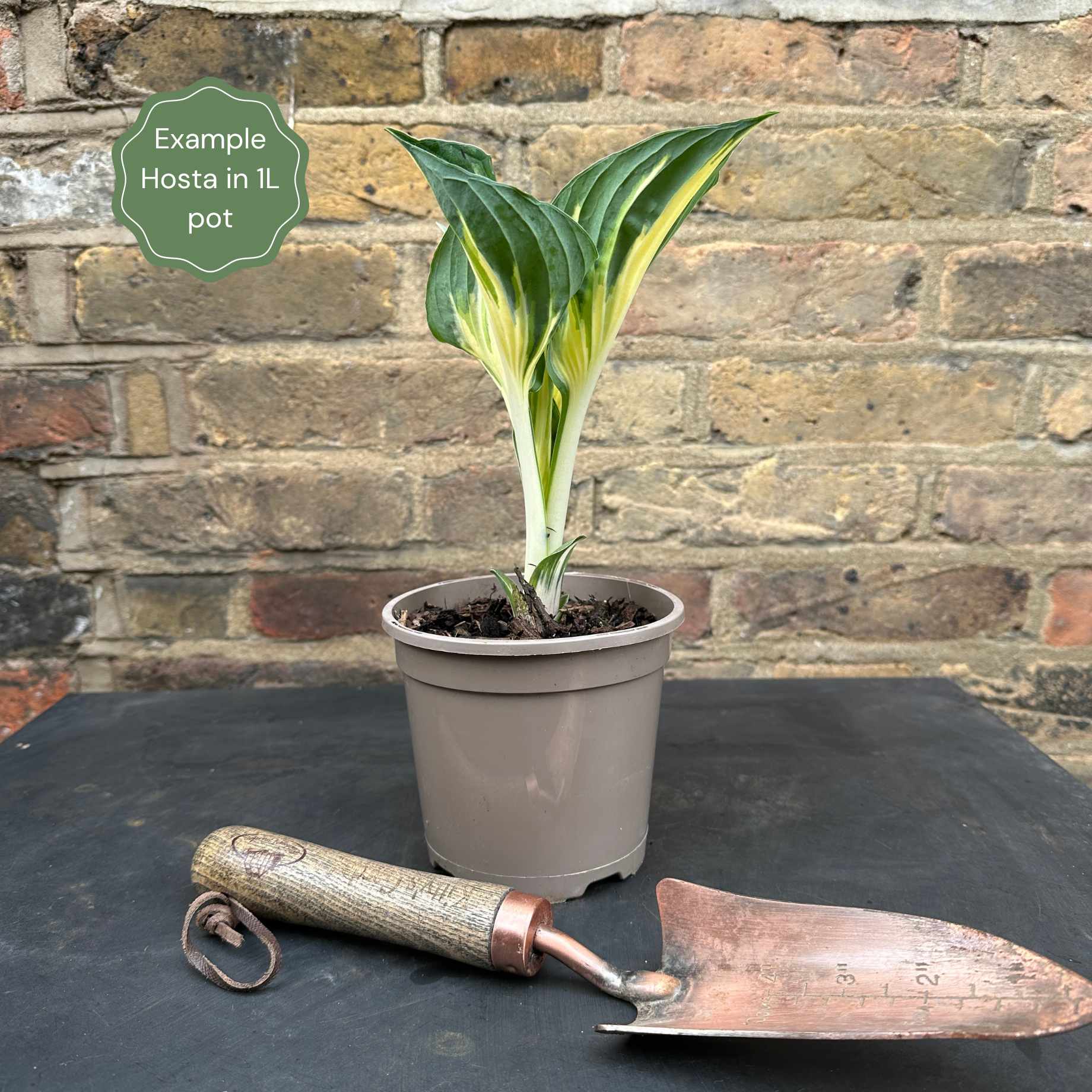 Hosta 'Patriot' - Image 9