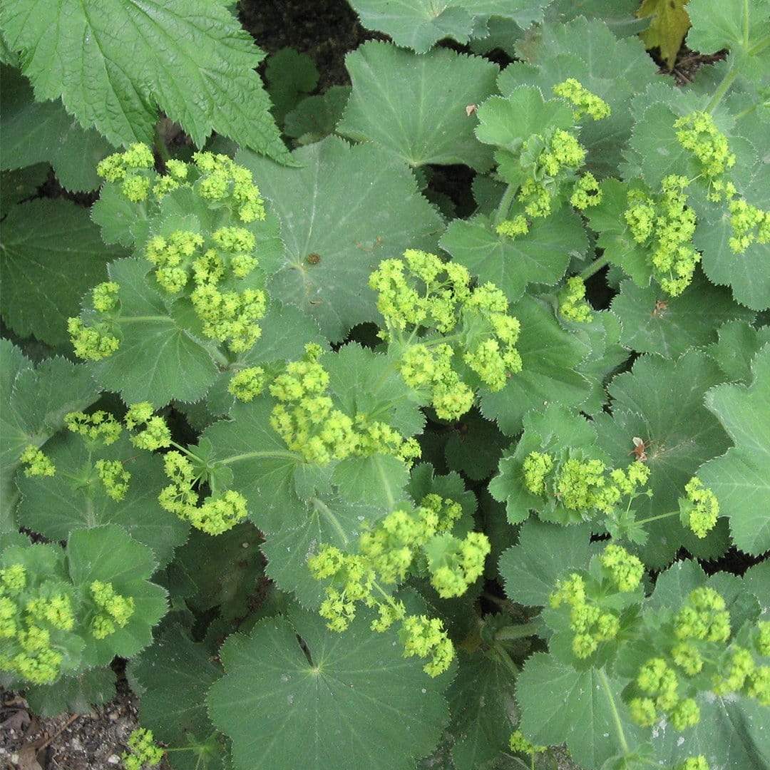 Alchemilla 'Irish Silk' - Image 2