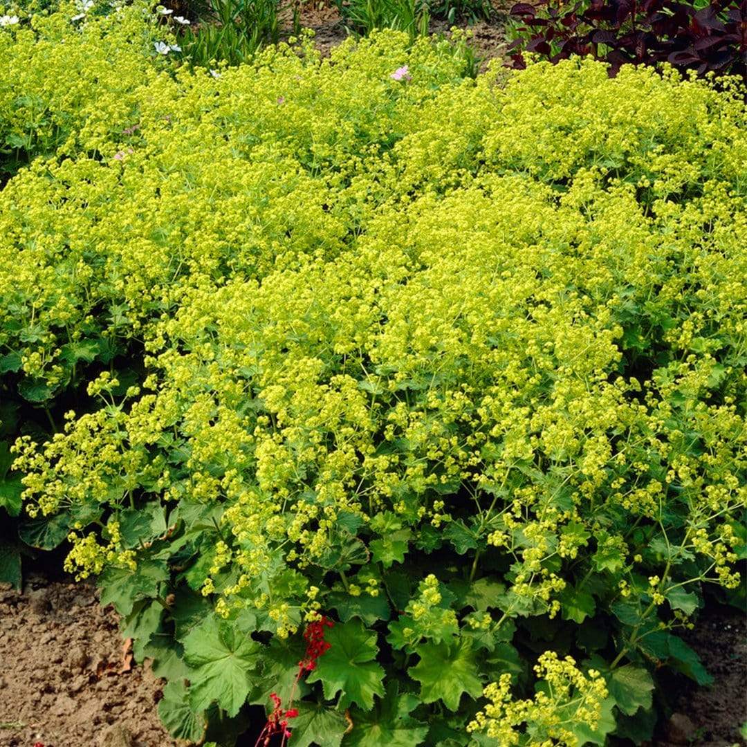Alchemilla 'Irish Silk' - Image 3