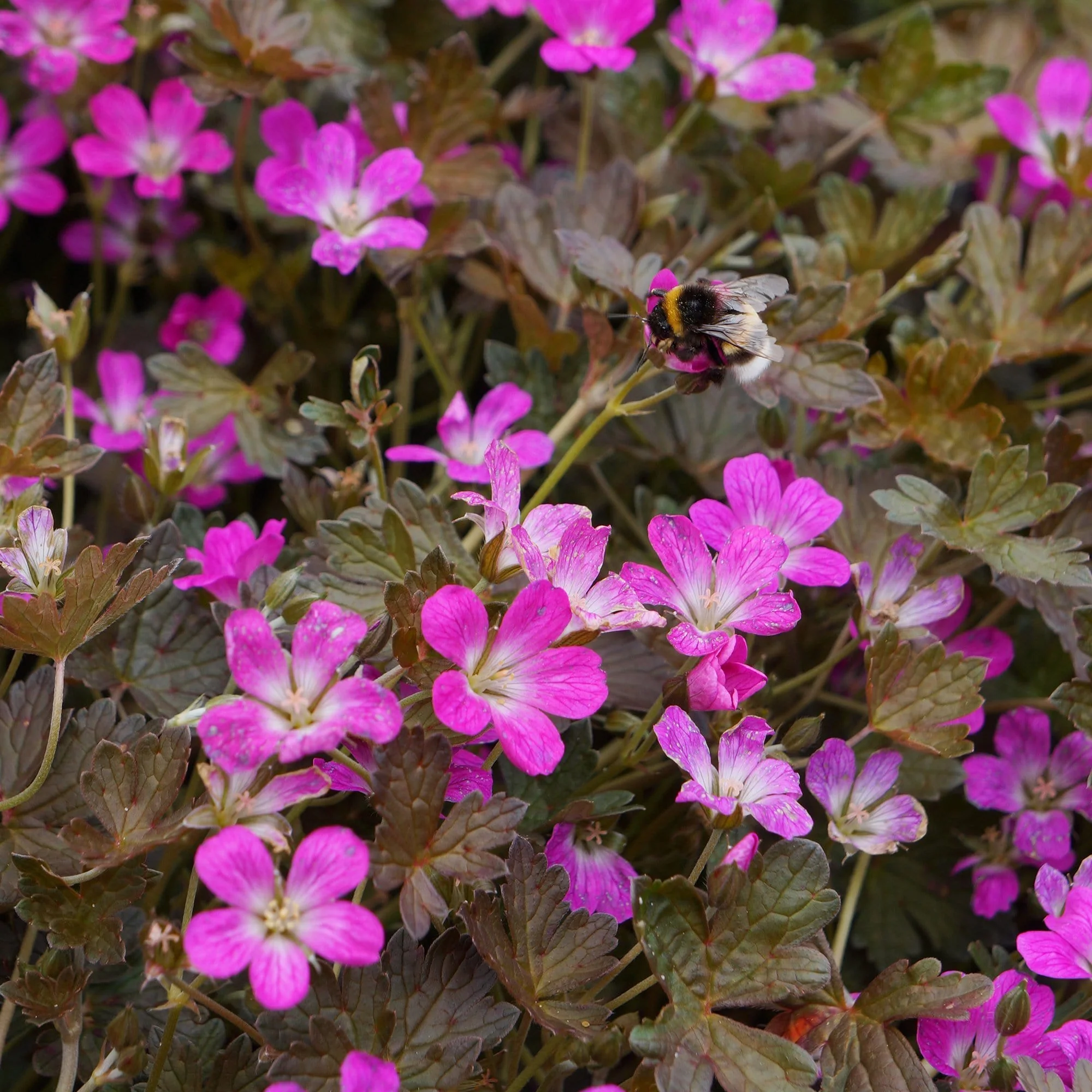 Geranium 'Orkney Cherry' - Image 4