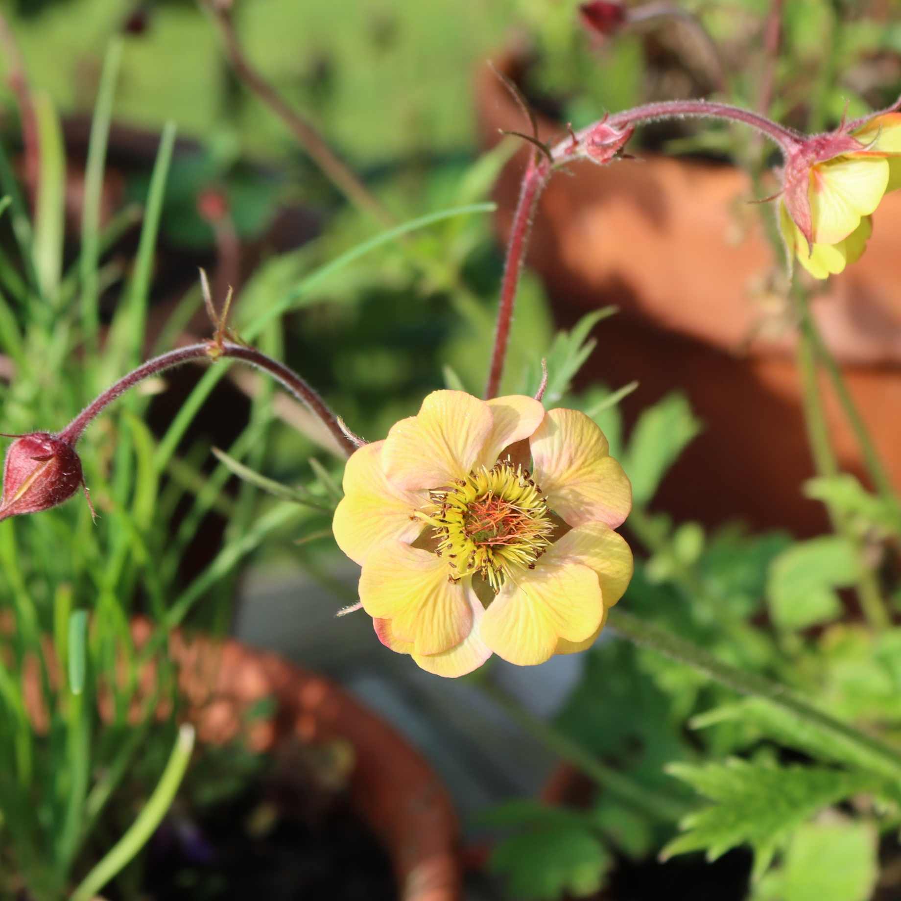 Geum 'Tequila Sunrise' - Image 2