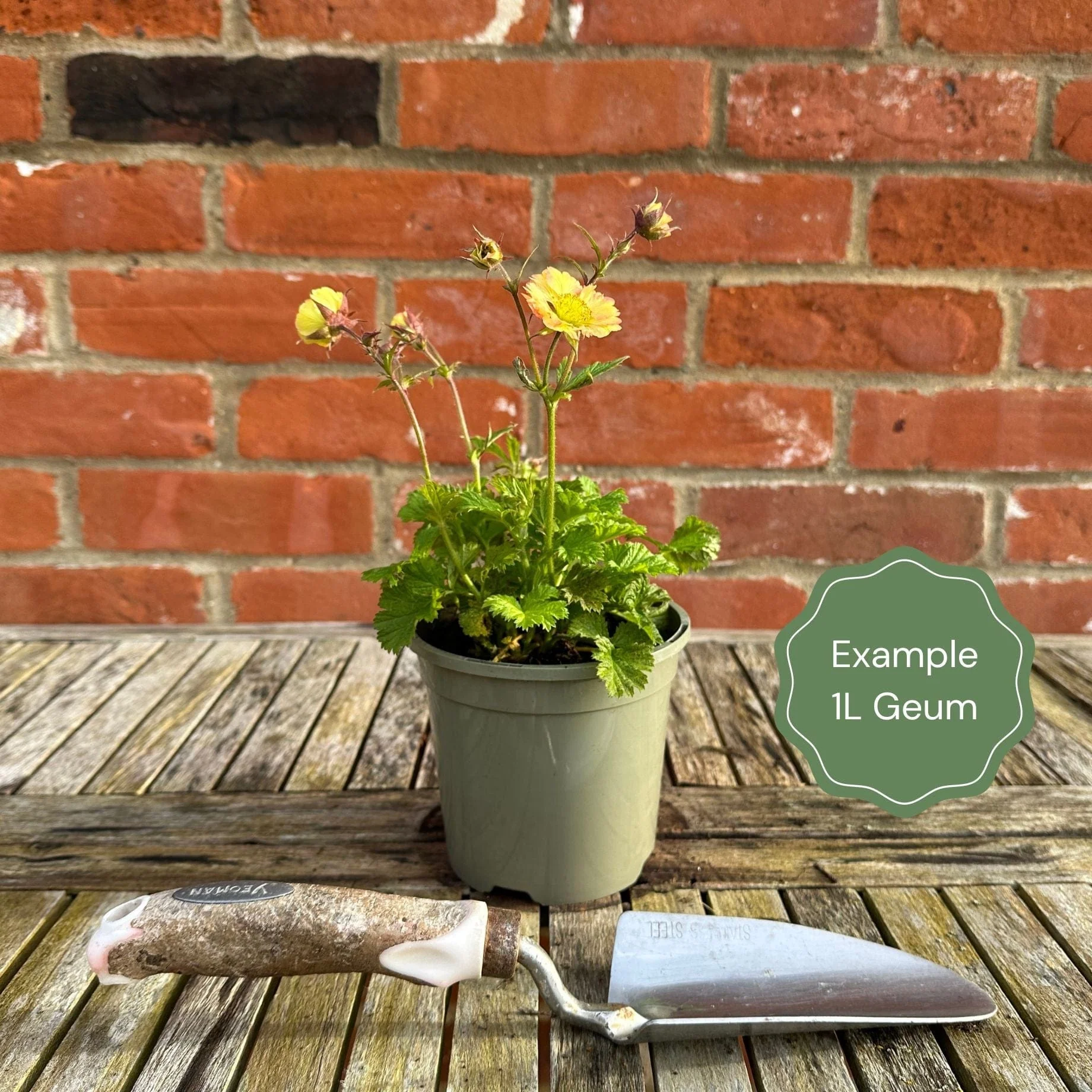 Geum 'Tequila Sunrise' - Image 3