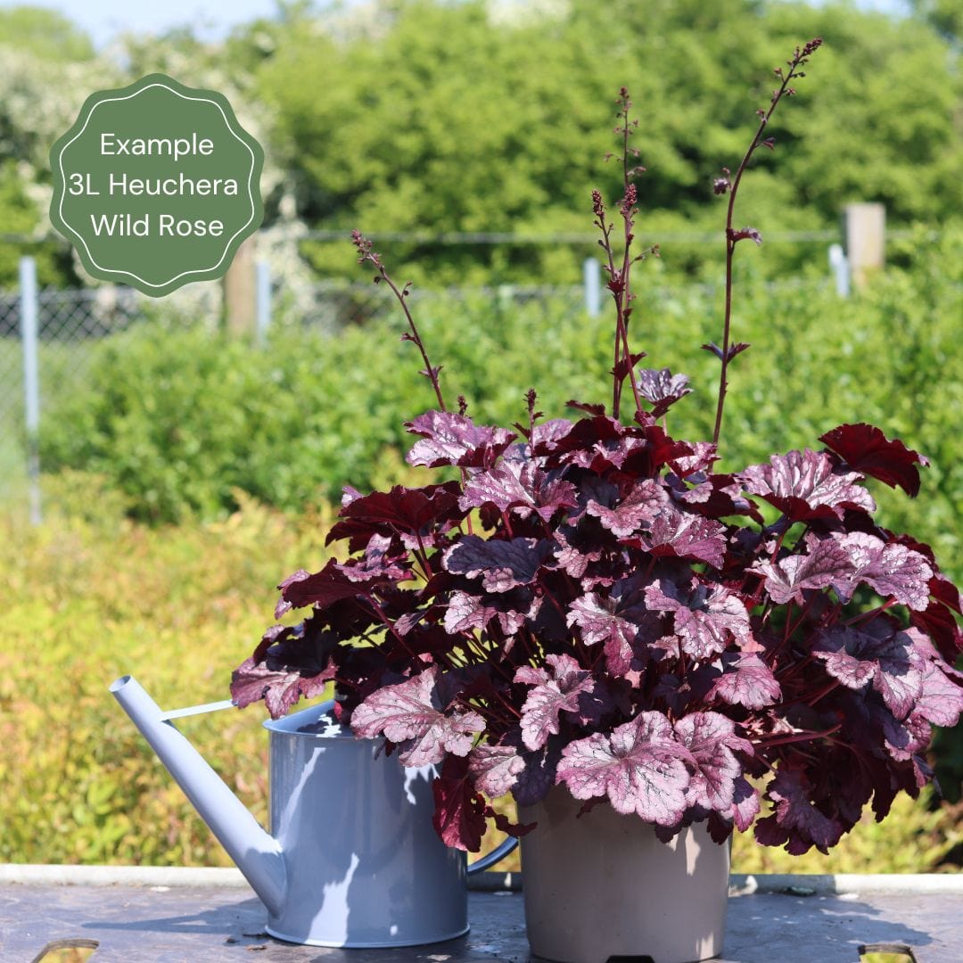 Heuchera 'Wild Rose' - Image 5