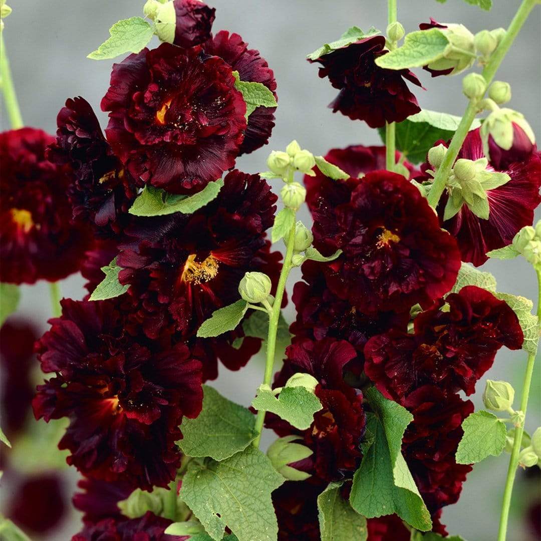 Hollyhock 'Chater's Maroon' | Alcea - Image 3