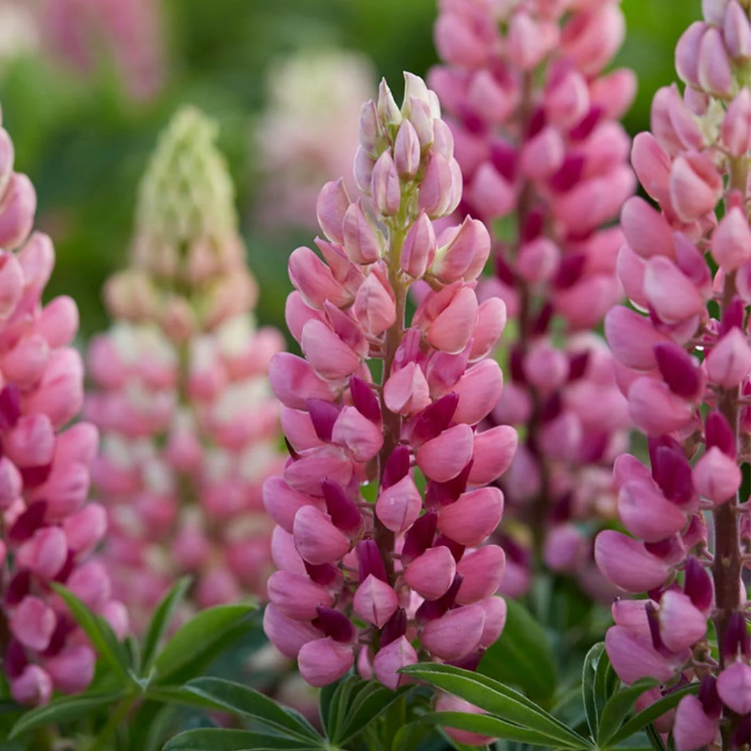 Lupin 'Legendary Shades of Pink'