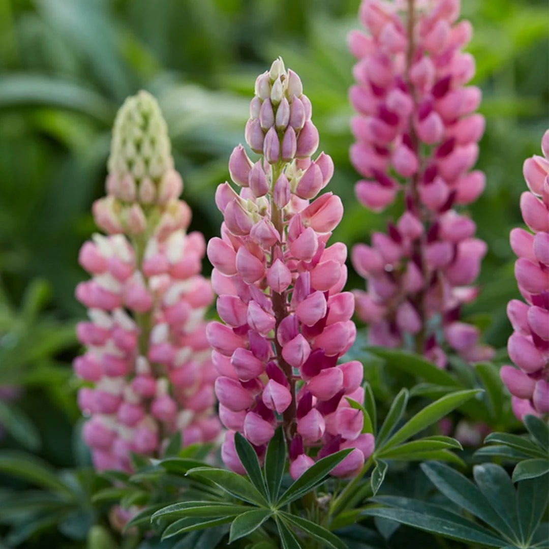 Lupin 'Legendary Shades of Pink' - Image 2