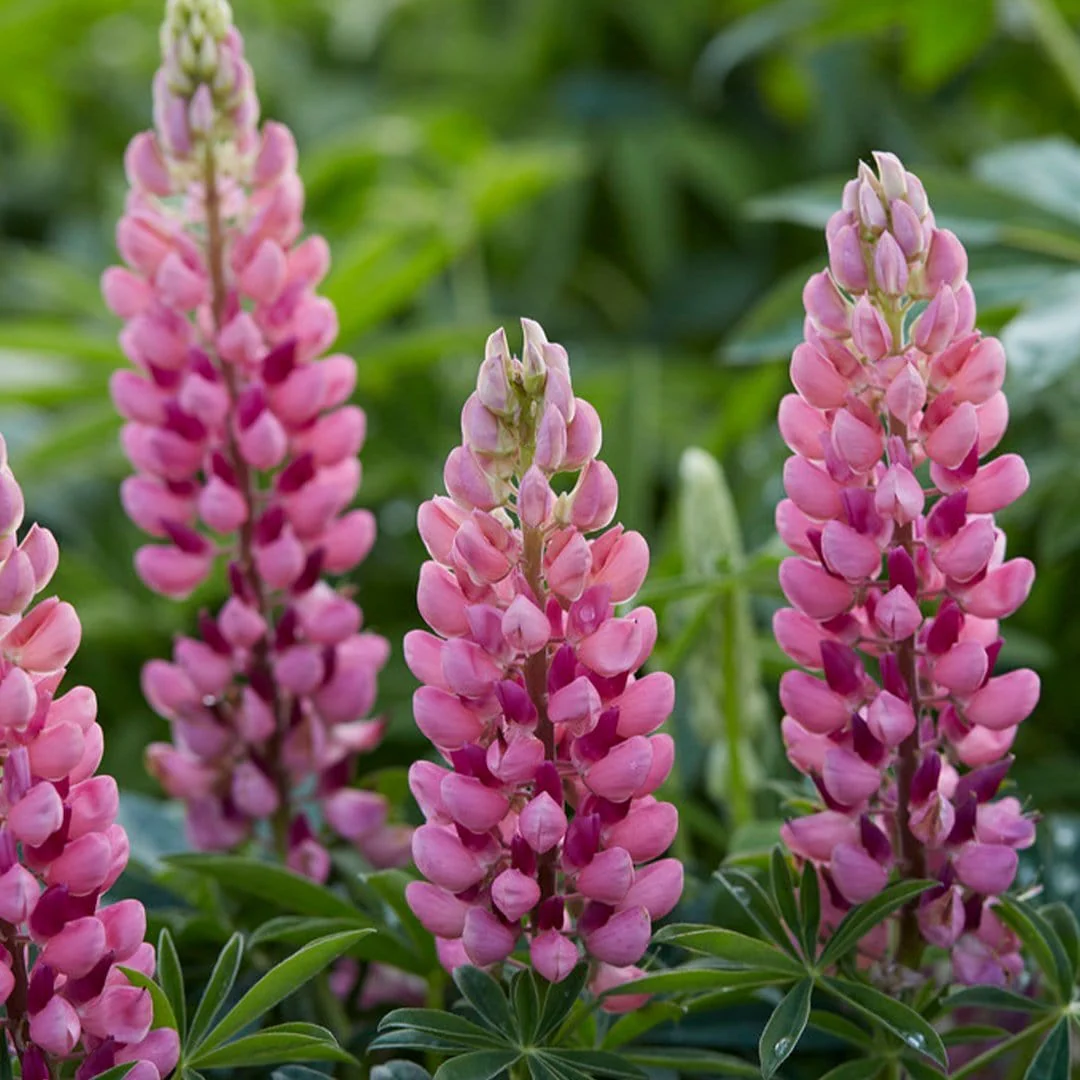 Lupin 'Legendary Shades of Pink' - Image 3