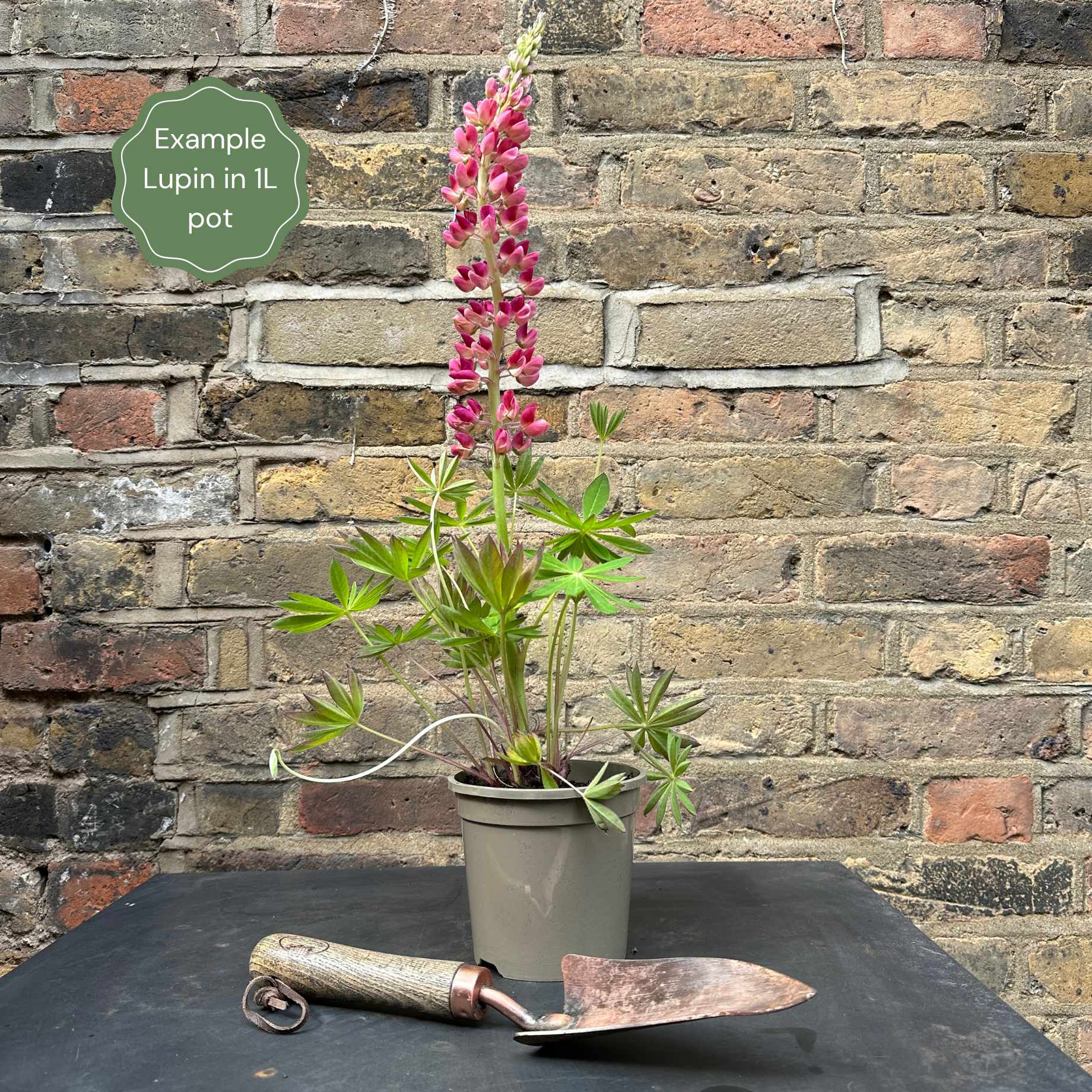Lupin 'Legendary Shades of Pink' - Image 5
