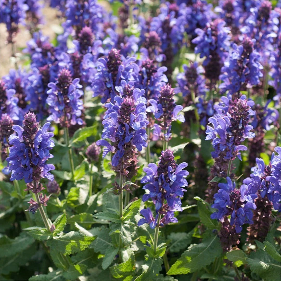 Salvia 'Fashionista Midnight Model'