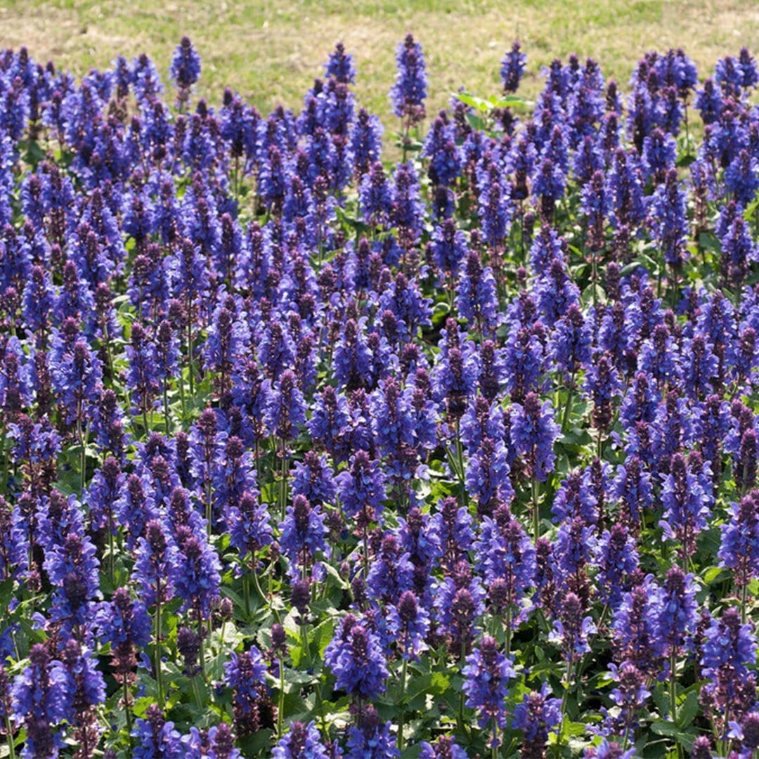 Salvia 'Fashionista Midnight Model' - Image 2