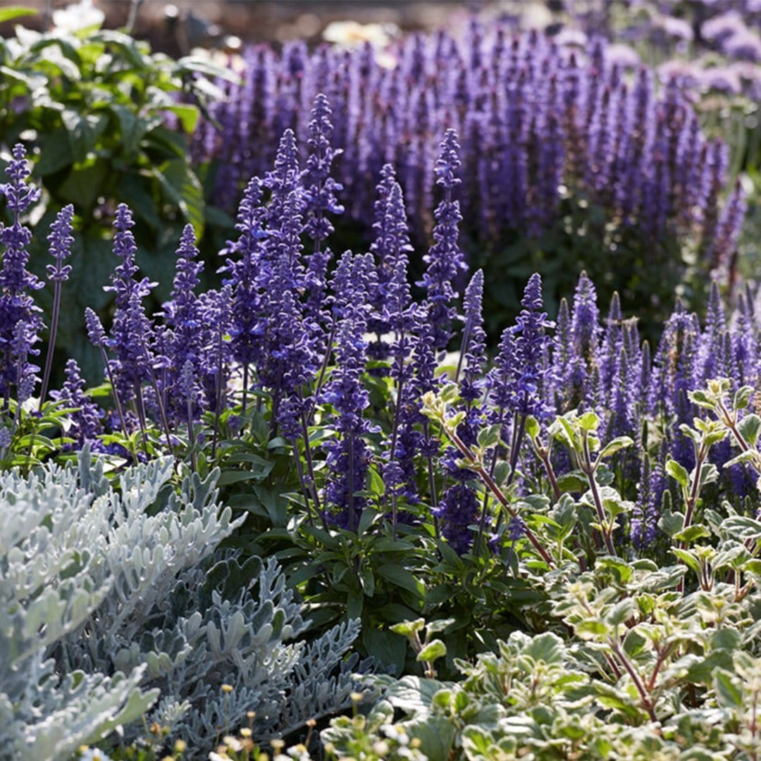 Salvia 'Fashionista Midnight Model' - Image 3