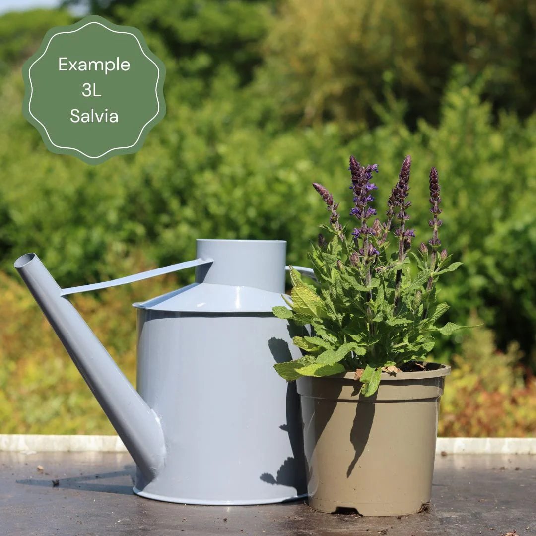Salvia 'Fashionista Midnight Model' - Image 5