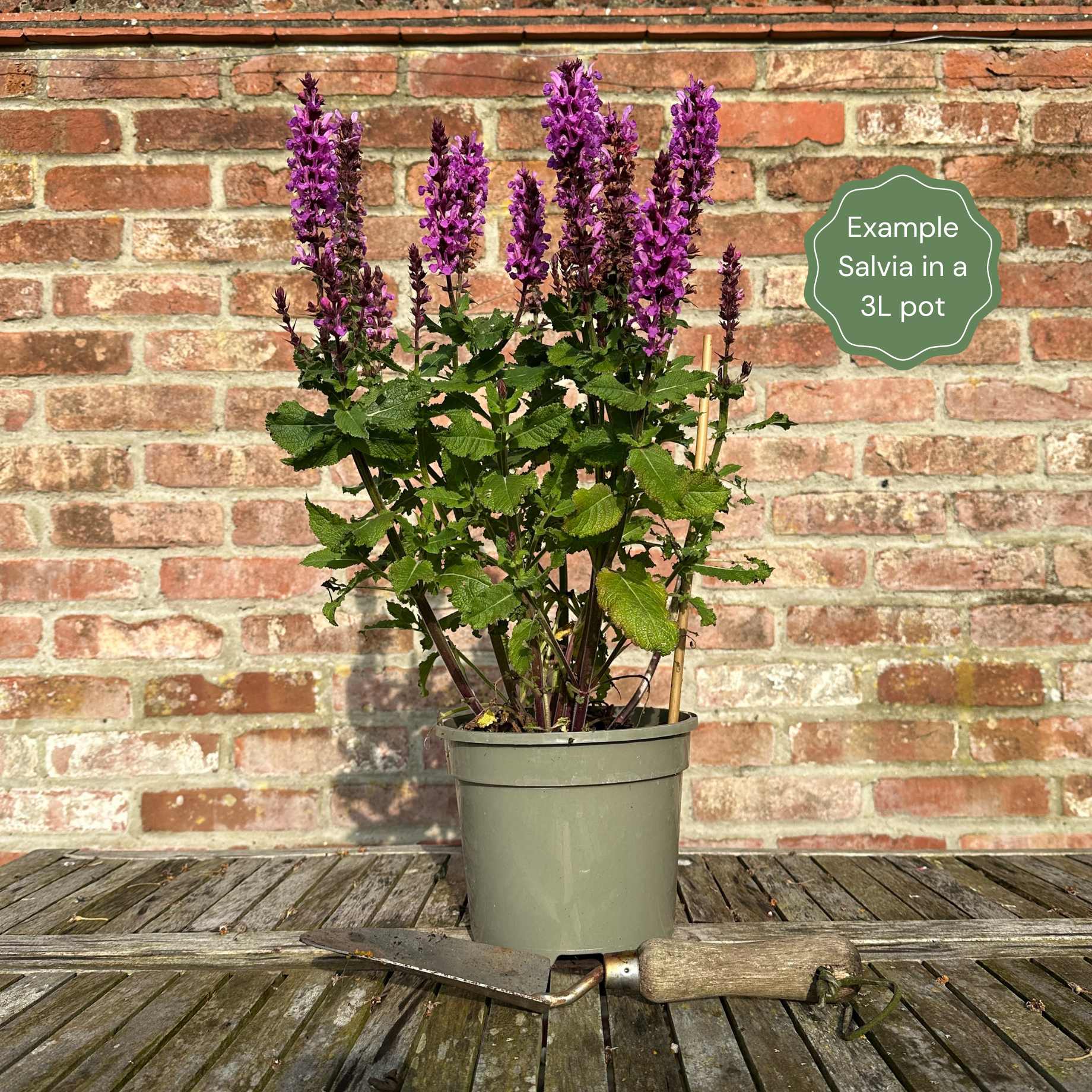 Salvia 'Fashionista Midnight Model' - Image 6