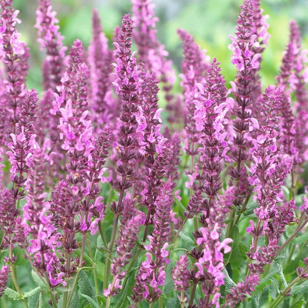 Salvia 'Fashionista Pretty in Pink' - Image 3