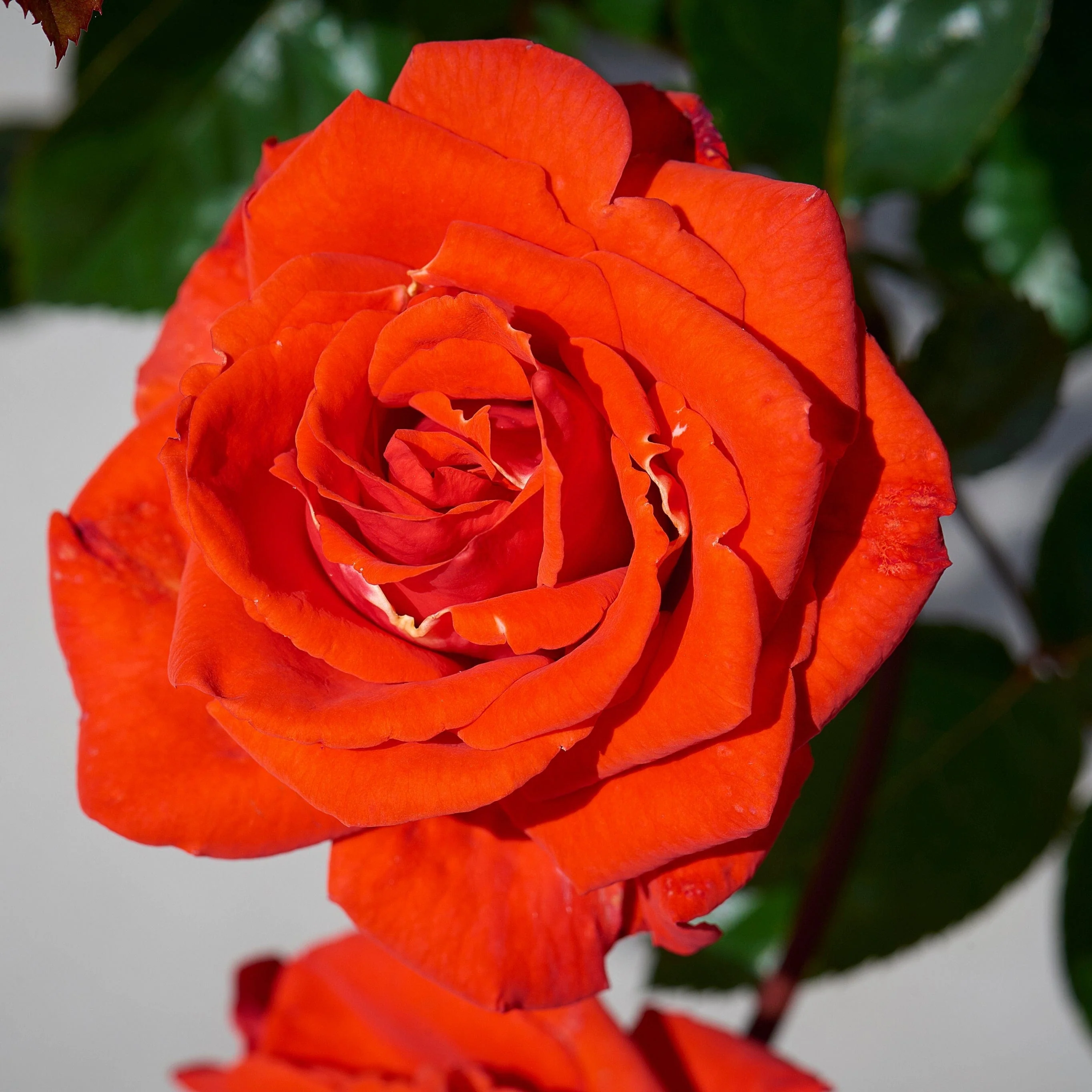 'Odelia Renaissance®' Shrub Rose