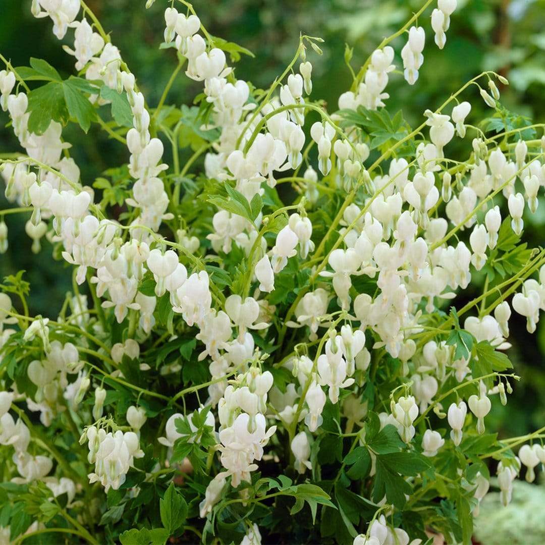 White Bleeding Heart | Dicentra spectabilis 'Alba' - Image 3