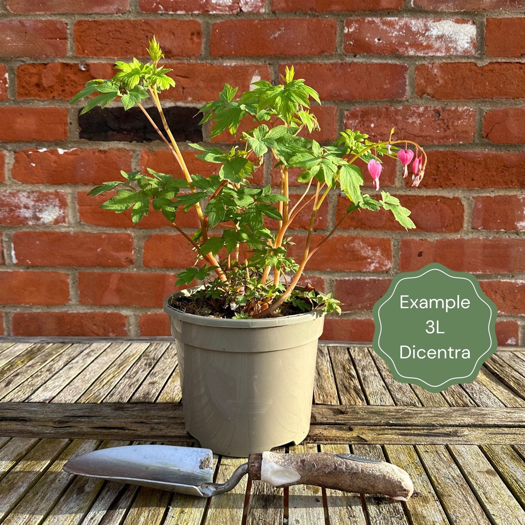 Bleeding Heart Plant 'Spectabilis Valentine' | Dicentra - Image 6