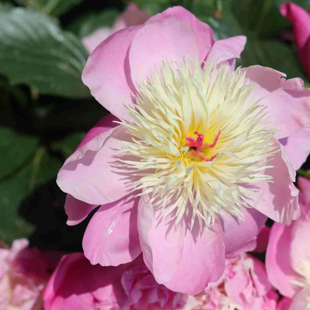 Peony 'Bowl of Beauty' - Image 2