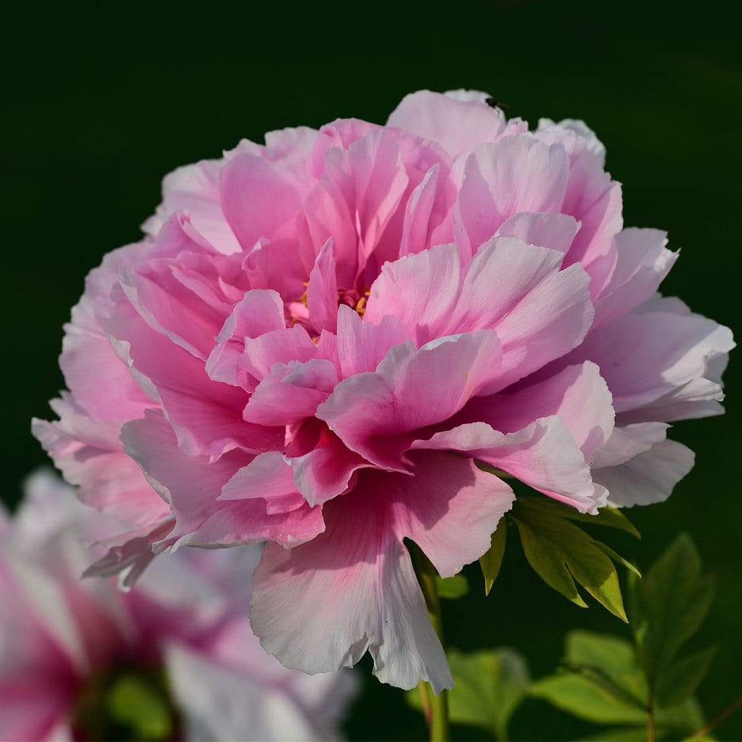 Peony 'Dr Alexander Fleming'