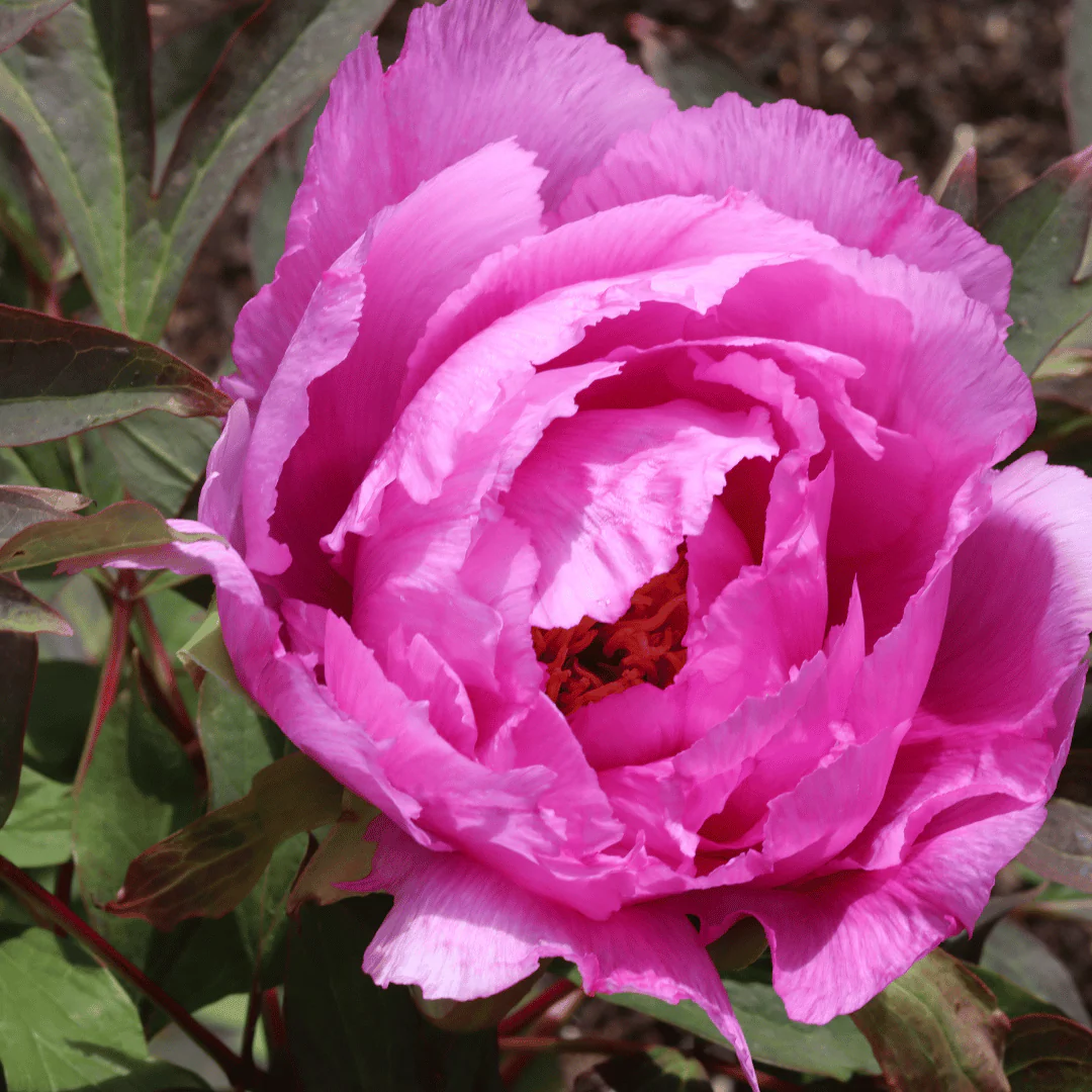 Peony 'Dr Alexander Fleming' - Image 2