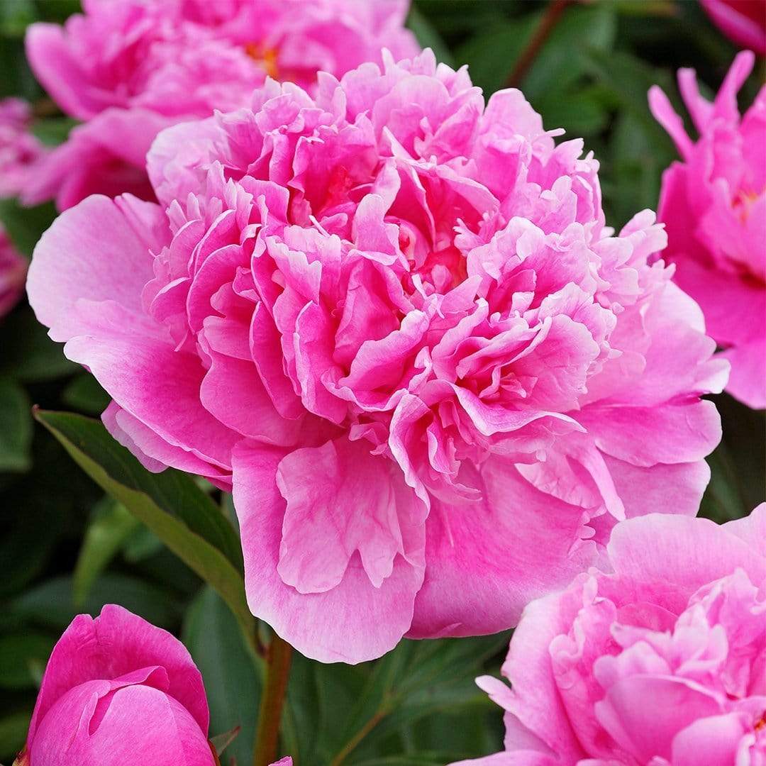 Peony 'Dr Alexander Fleming' - Image 3