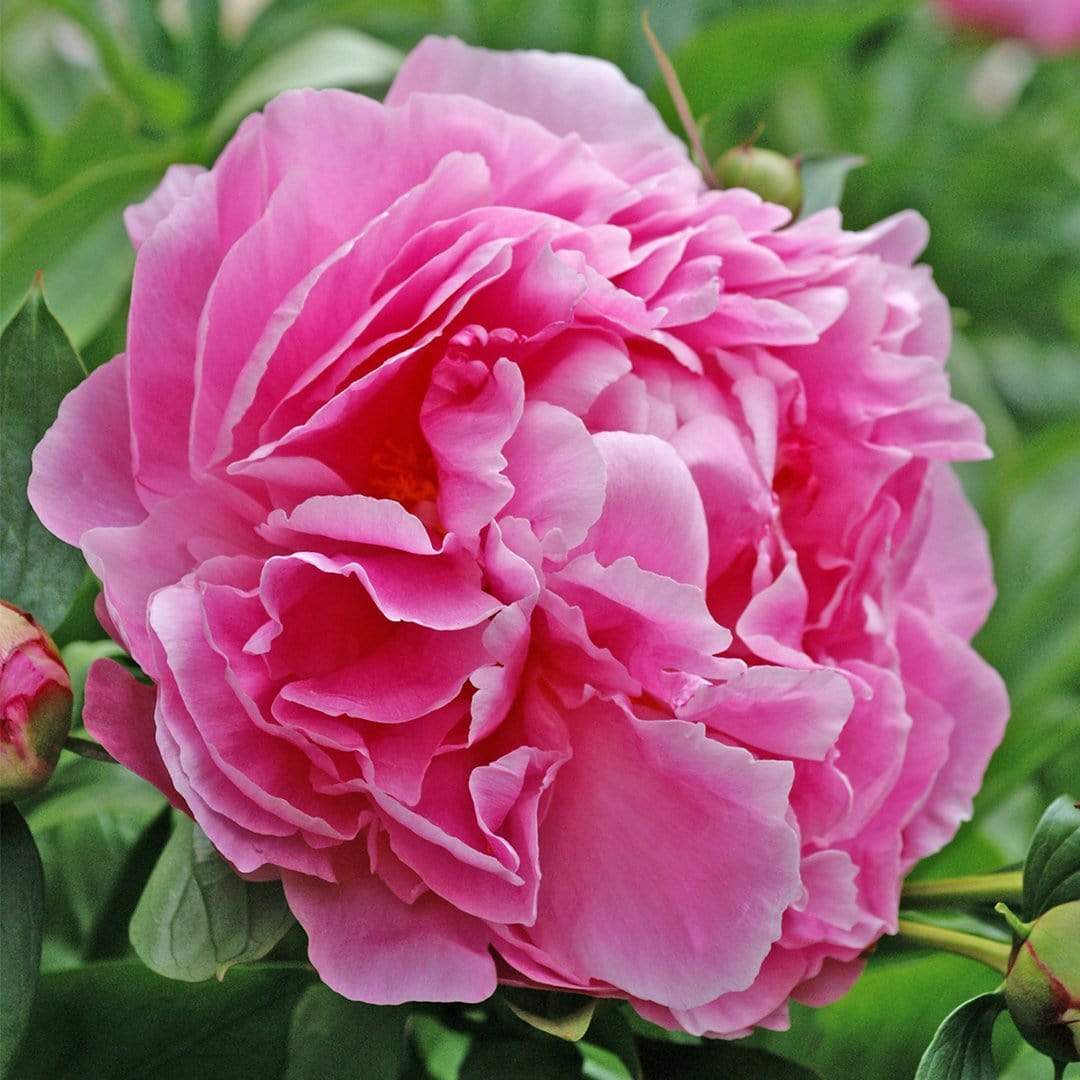 Peony 'Dr Alexander Fleming' - Image 4