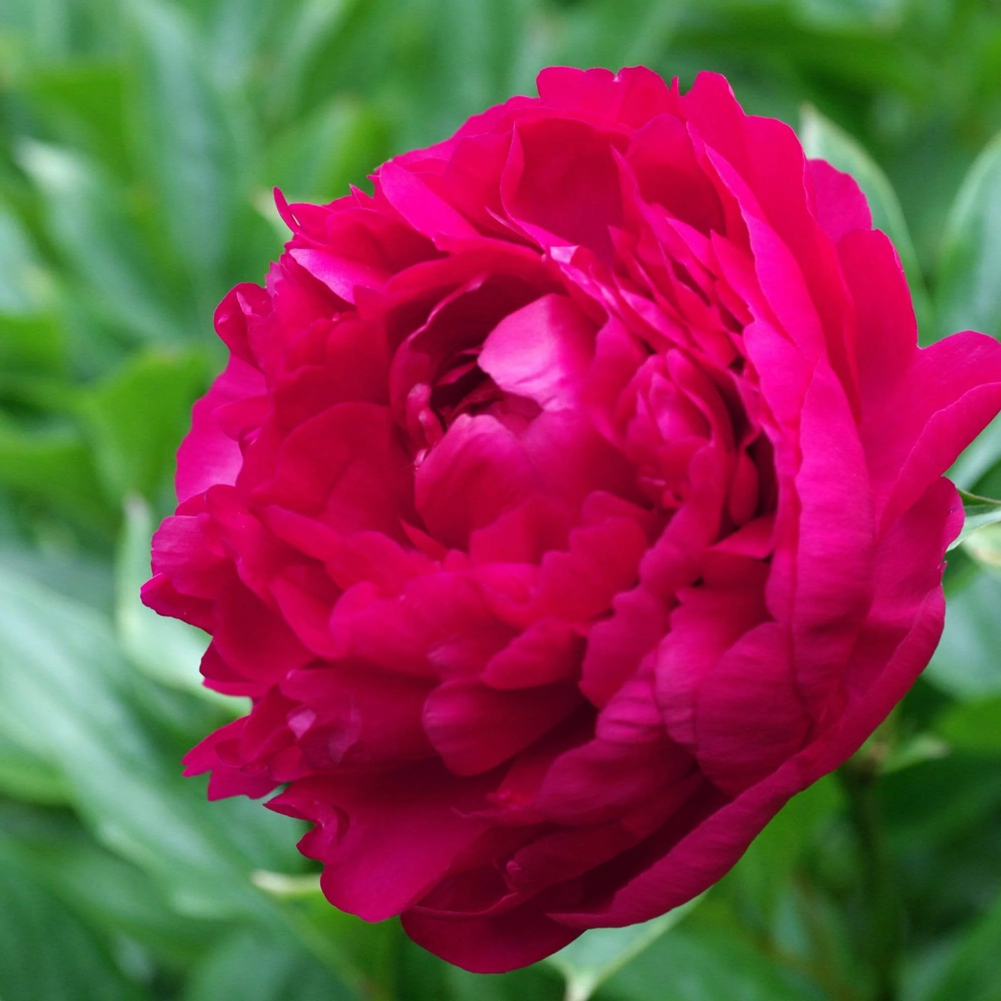 Peony 'Felix Crousse'