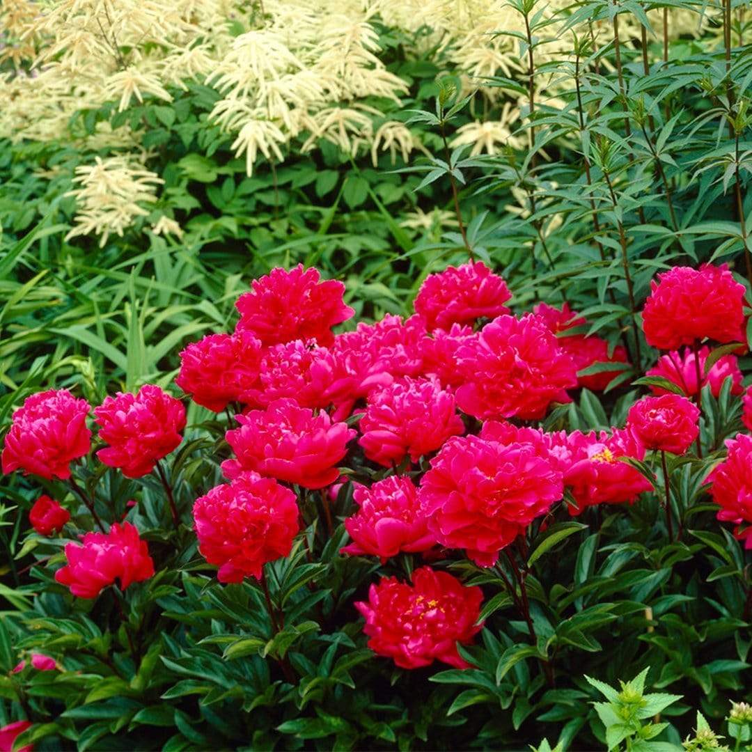 Peony 'Karl Rosenfield' - Image 3