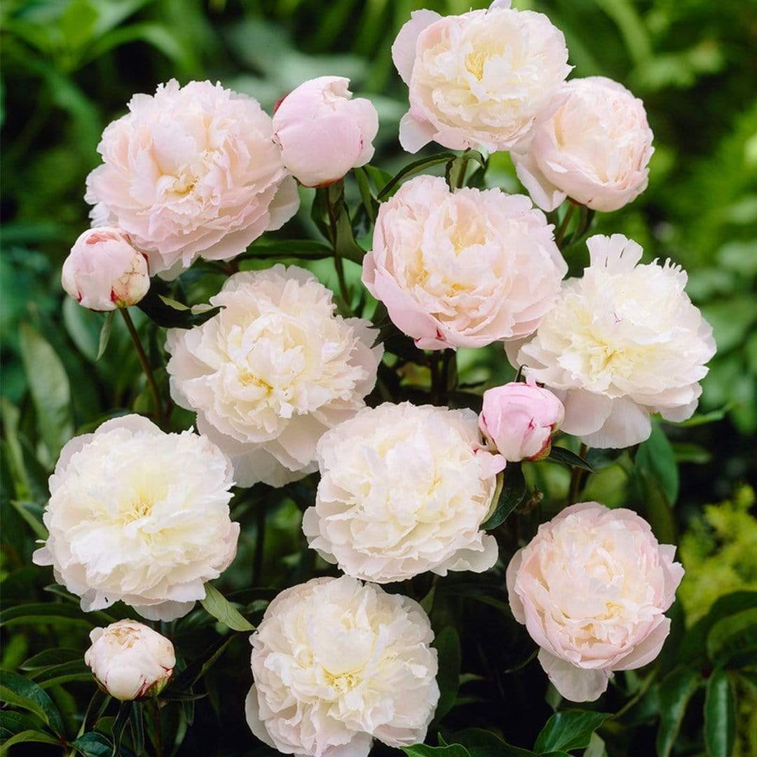 Peony 'Shirley Temple' - Image 2