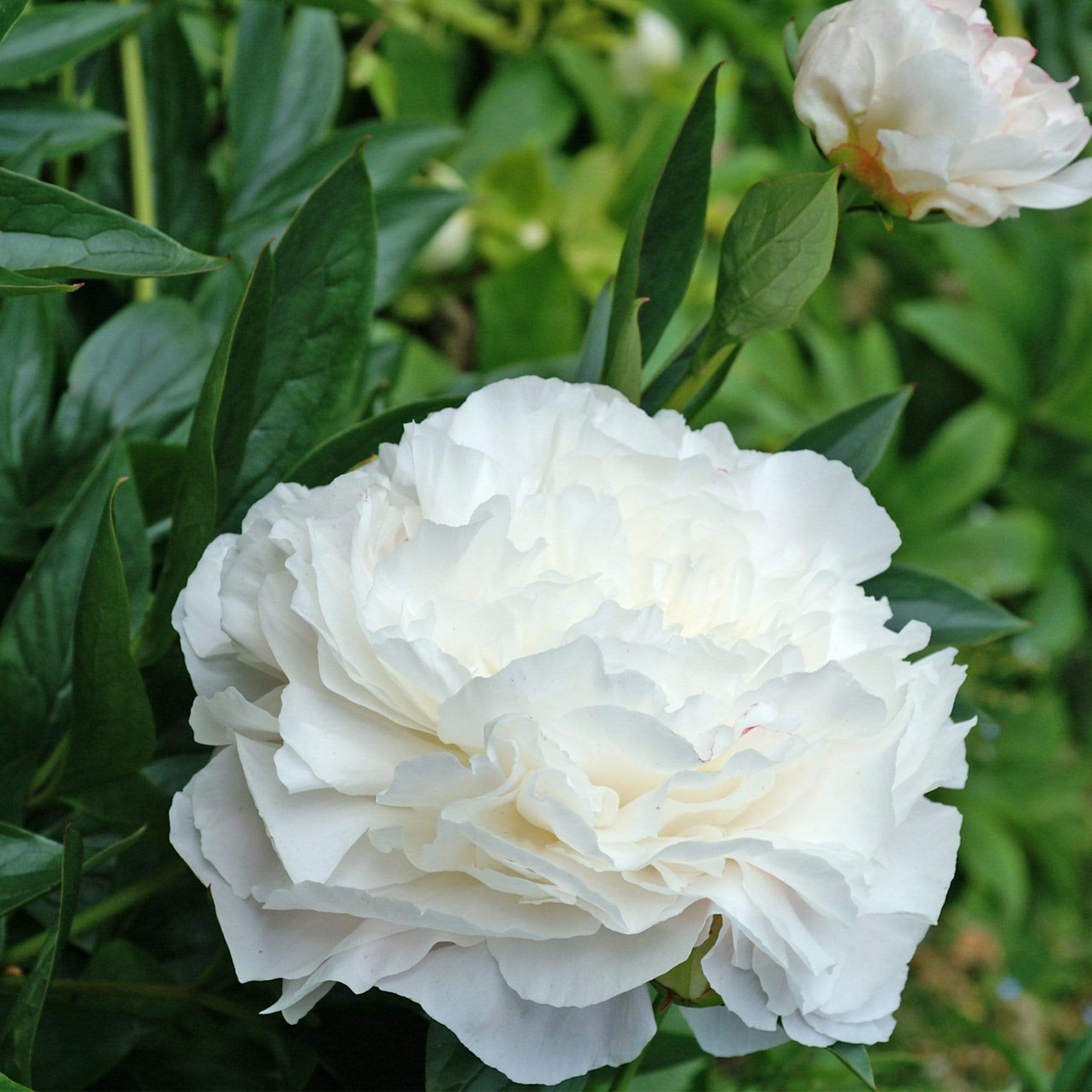Peony 'Shirley Temple' - Image 3