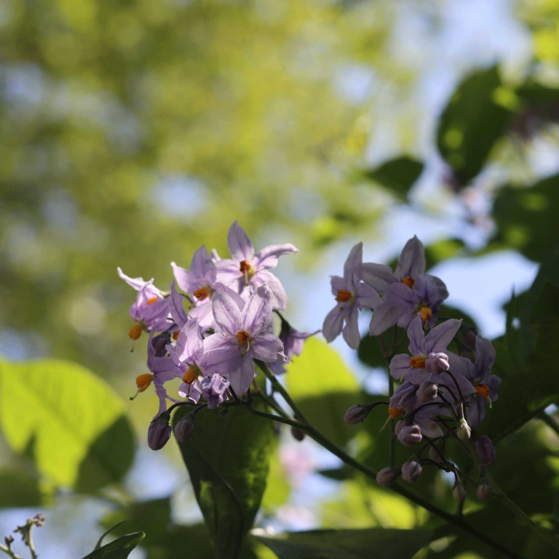 Chilean Potato Vine | Solanum crispum 'Glasnevin' - Image 2