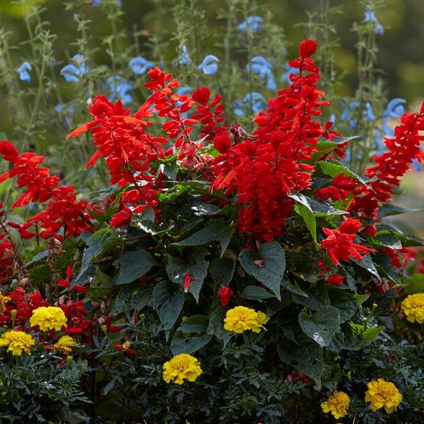Best Perennial Plants Collections | Growers' Choice - Image 3