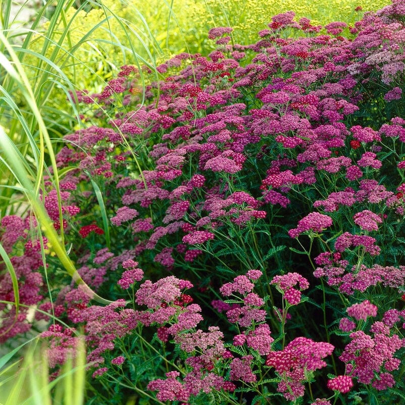 Best Perennial Plants Collections | Growers' Choice - Image 5