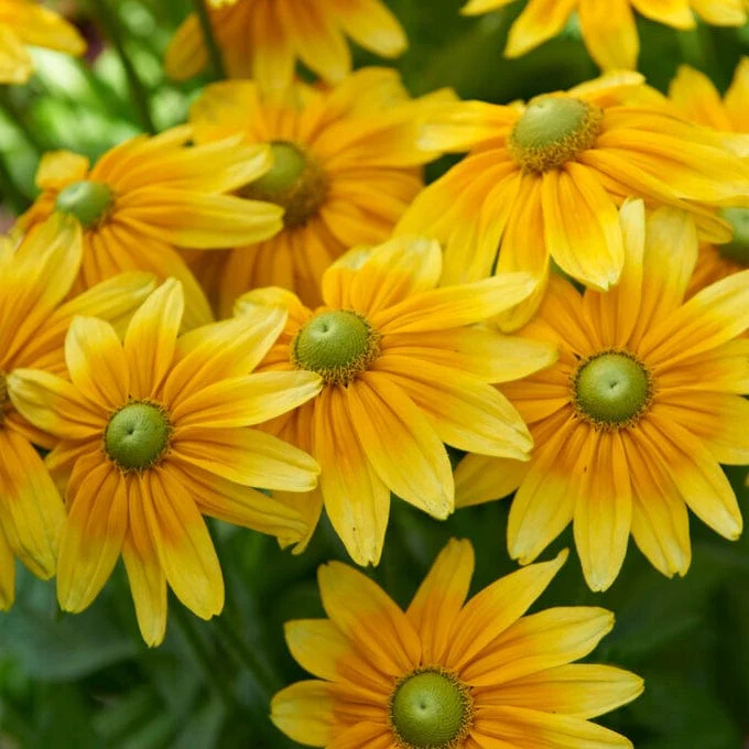Best Perennial Plants Collections | Growers' Choice - Image 7