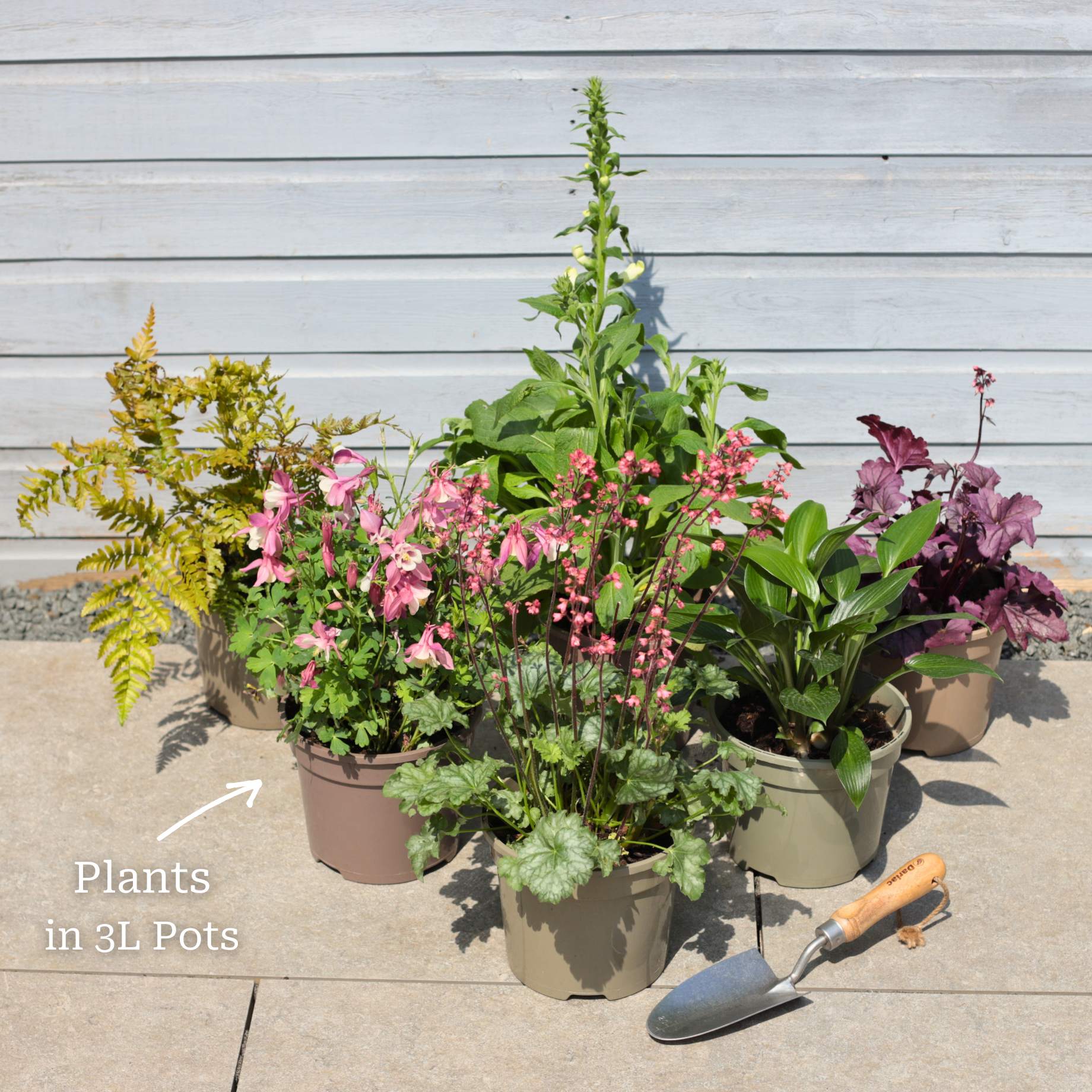 Perfect Plants for Shade | Woodland Wonderland - Image 10