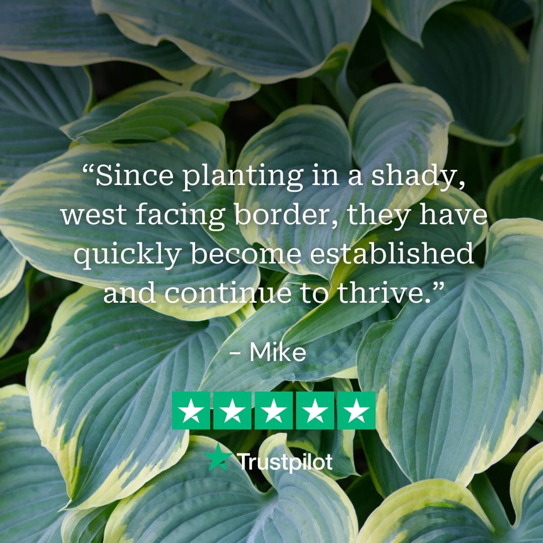 Perfect Plants for Shade | Woodland Wonderland - Image 3