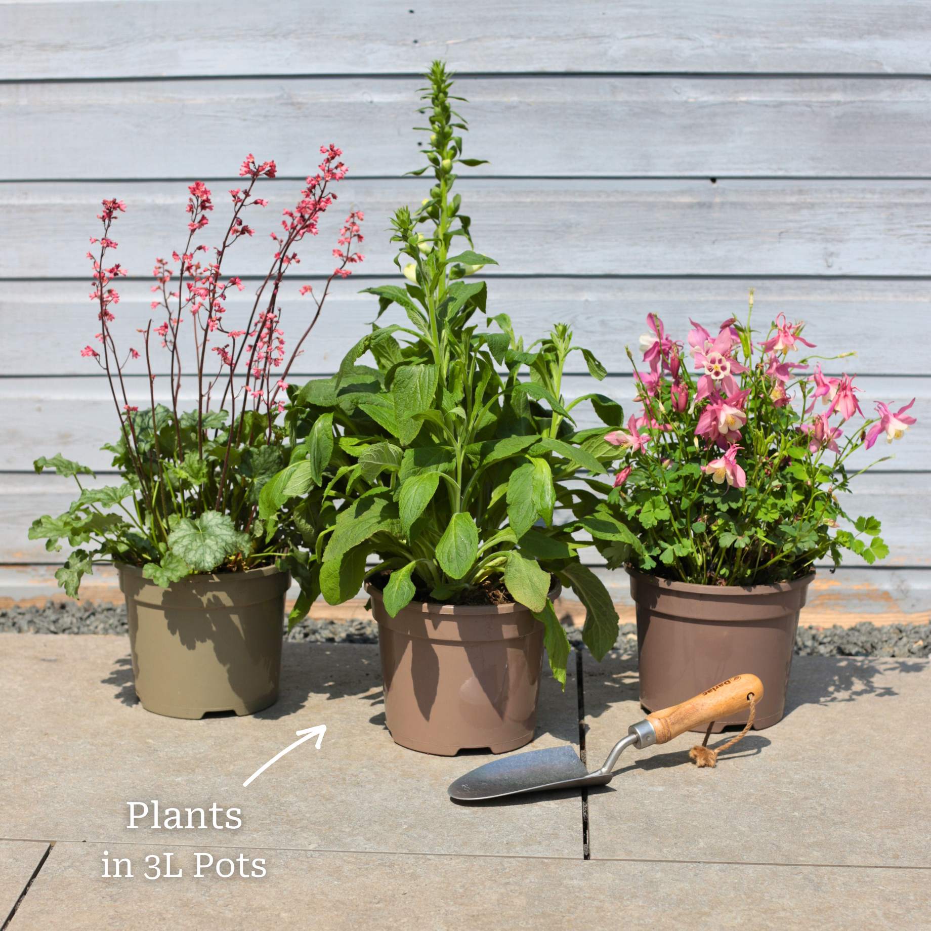 Perfect Plants for Shade | Woodland Wonderland - Image 4