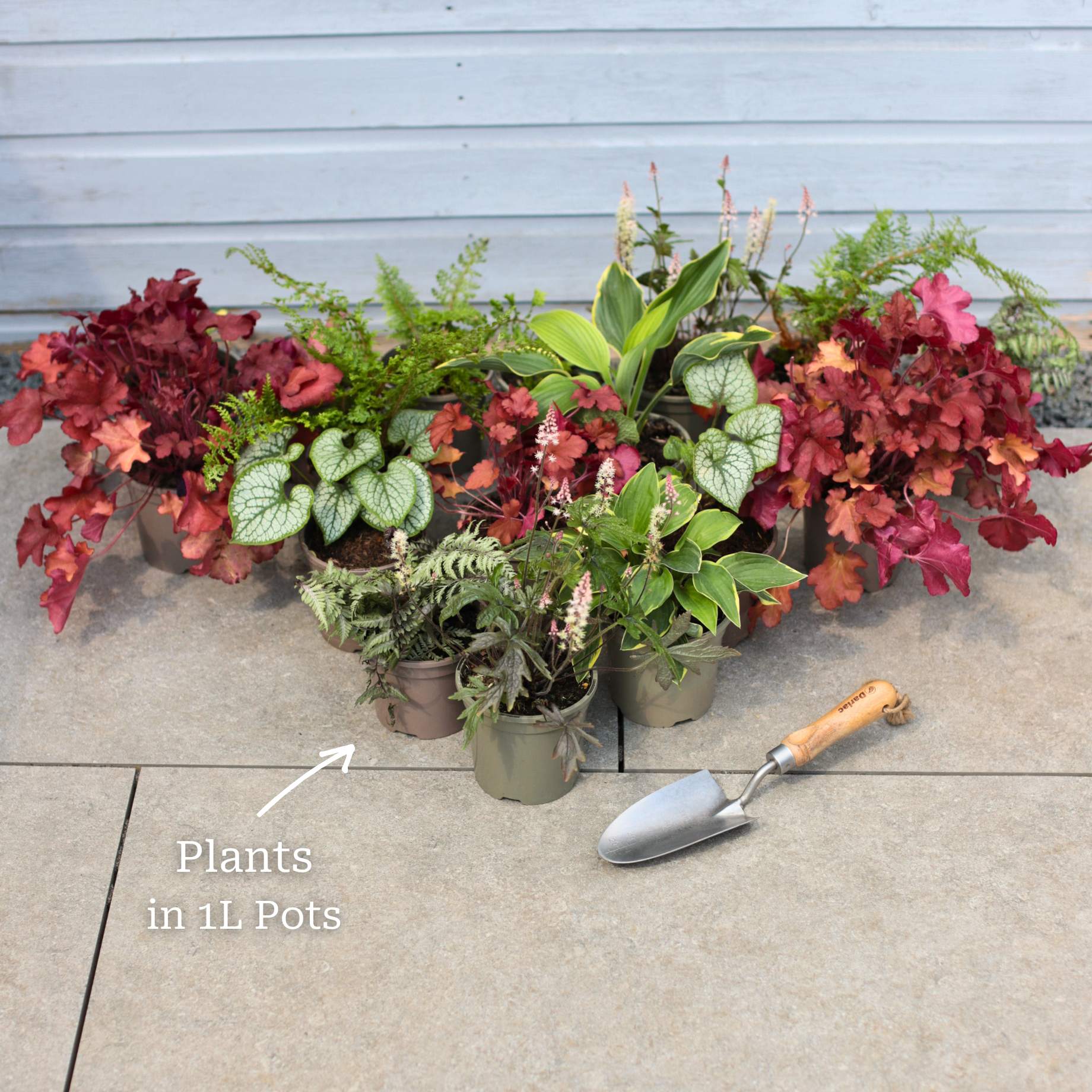 Mixed Flowering Perennial Plants | Extra Value Pack - Image 18