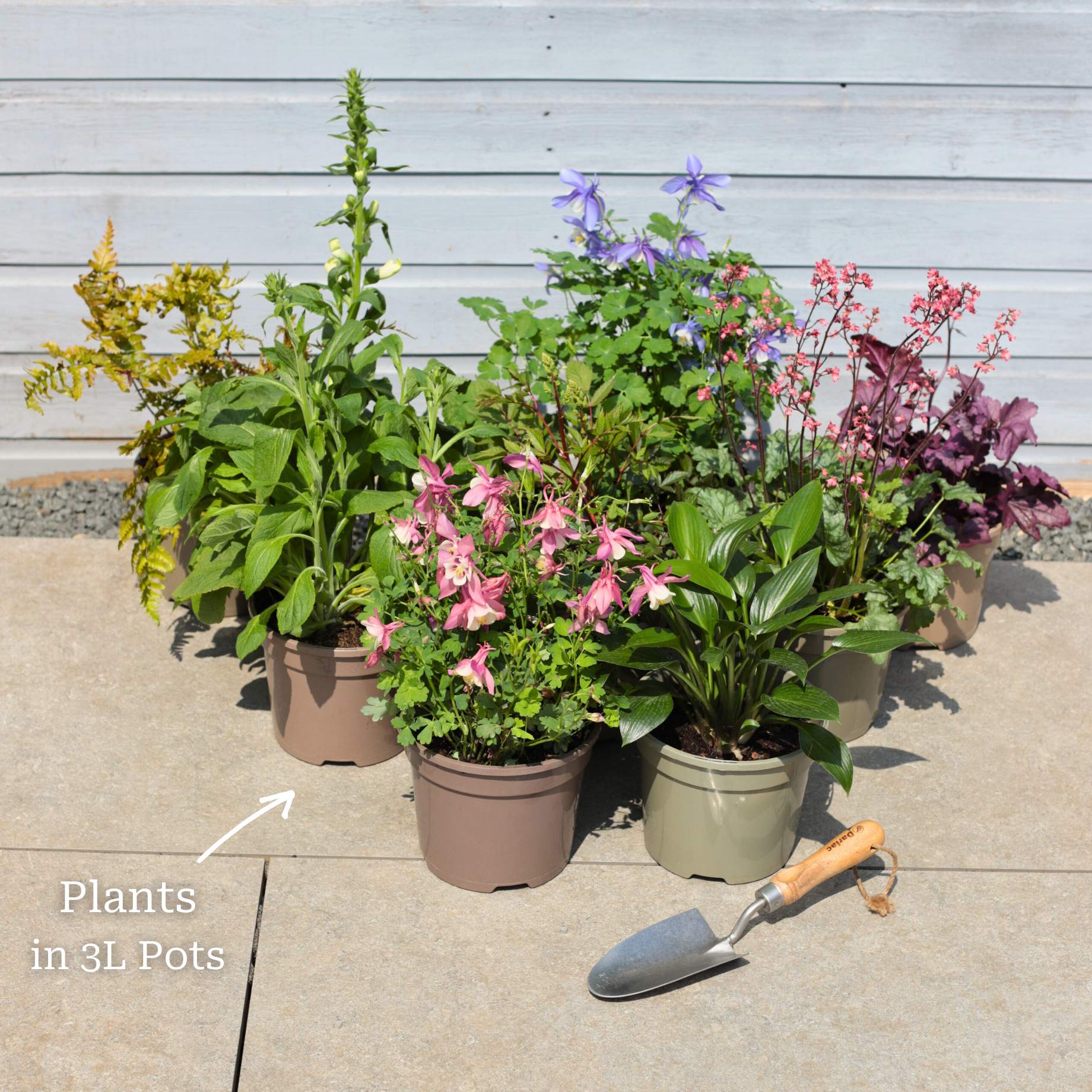 Mixed Flowering Perennial Plants | Extra Value Pack - Image 16