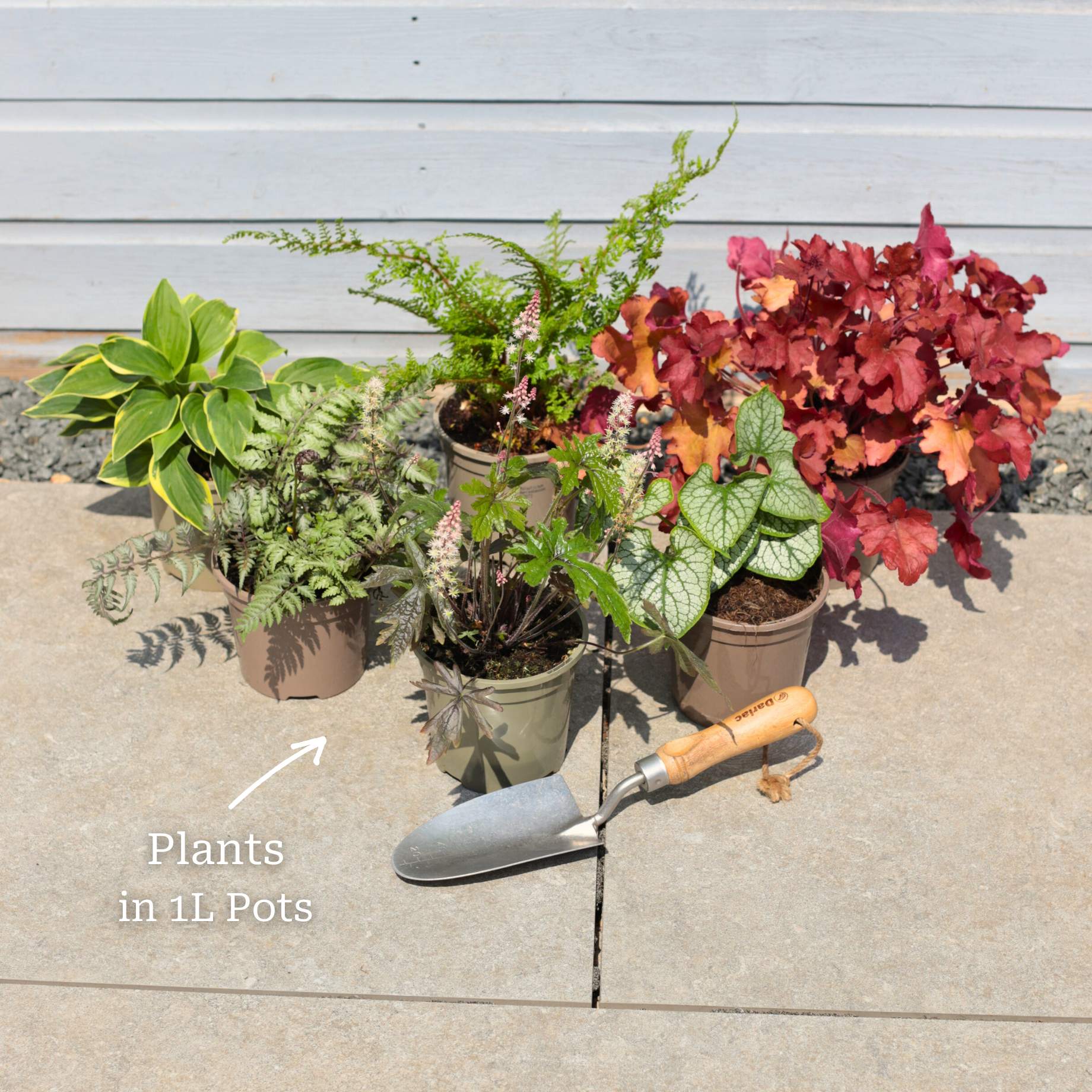 Perfect Plants for Shade | Woodland Wonderland - Image 9