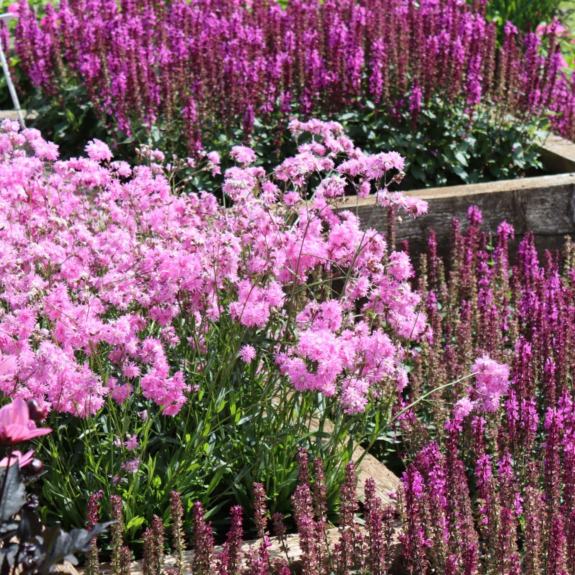 Pink & Purple Perennial Plants Collection | Flower, Foliage and Height