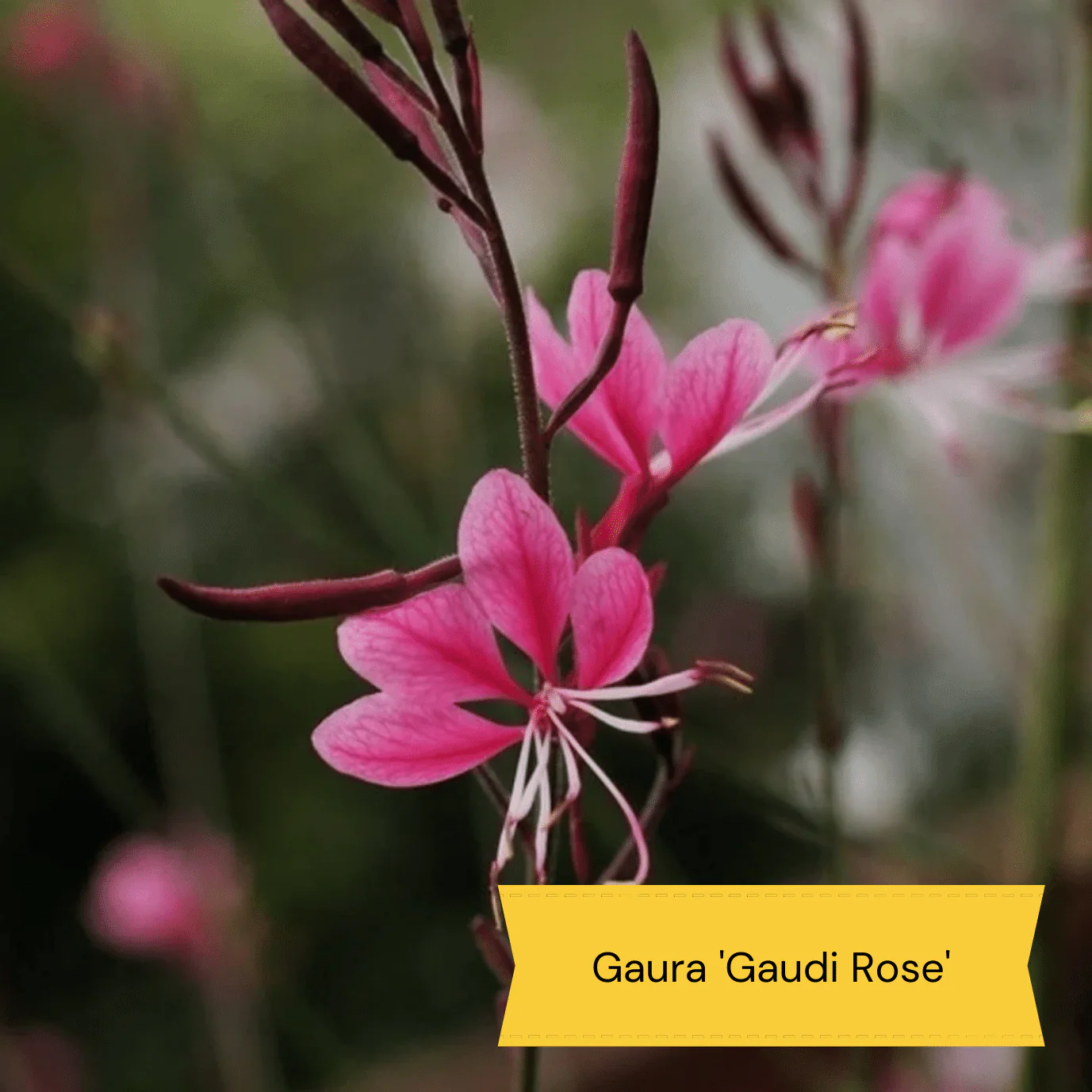 Pink & Purple Perennial Plants Collection | Flower, Foliage and Height - Image 12