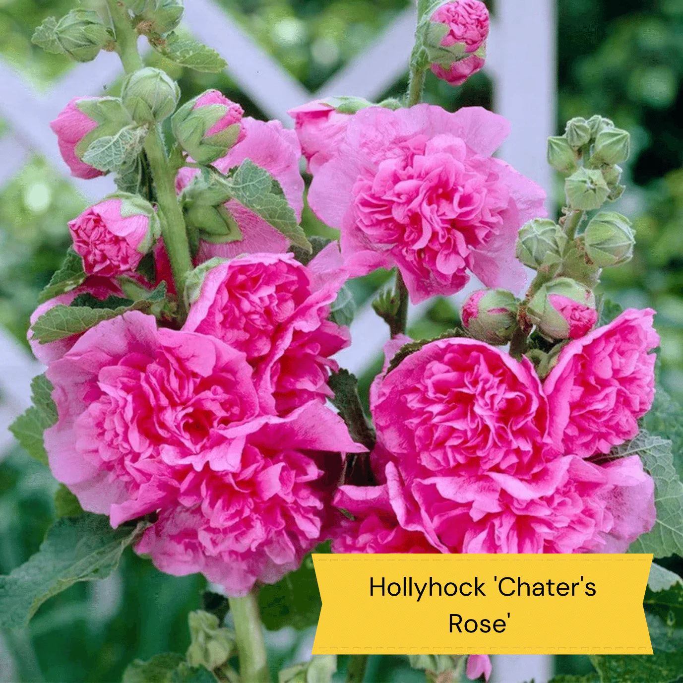 Pink & Purple Perennial Plants Collection | Flower, Foliage and Height - Image 14