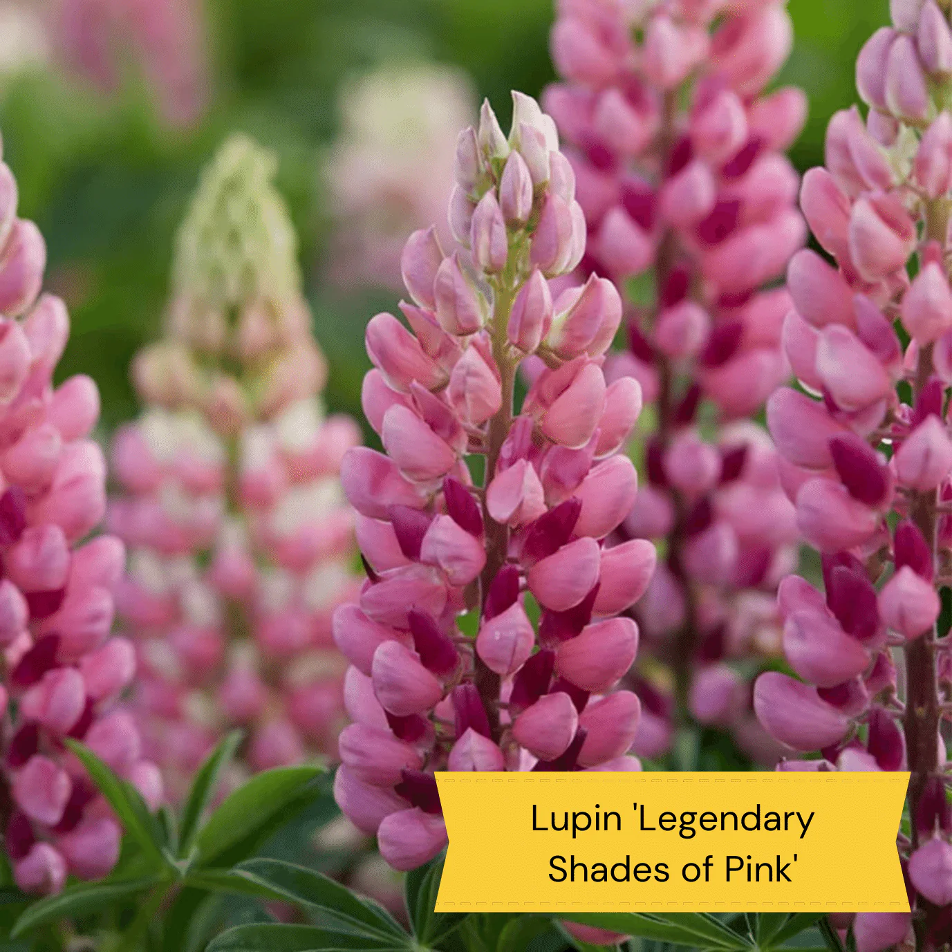 Pink & Purple Perennial Plants Collection | Flower, Foliage and Height - Image 15