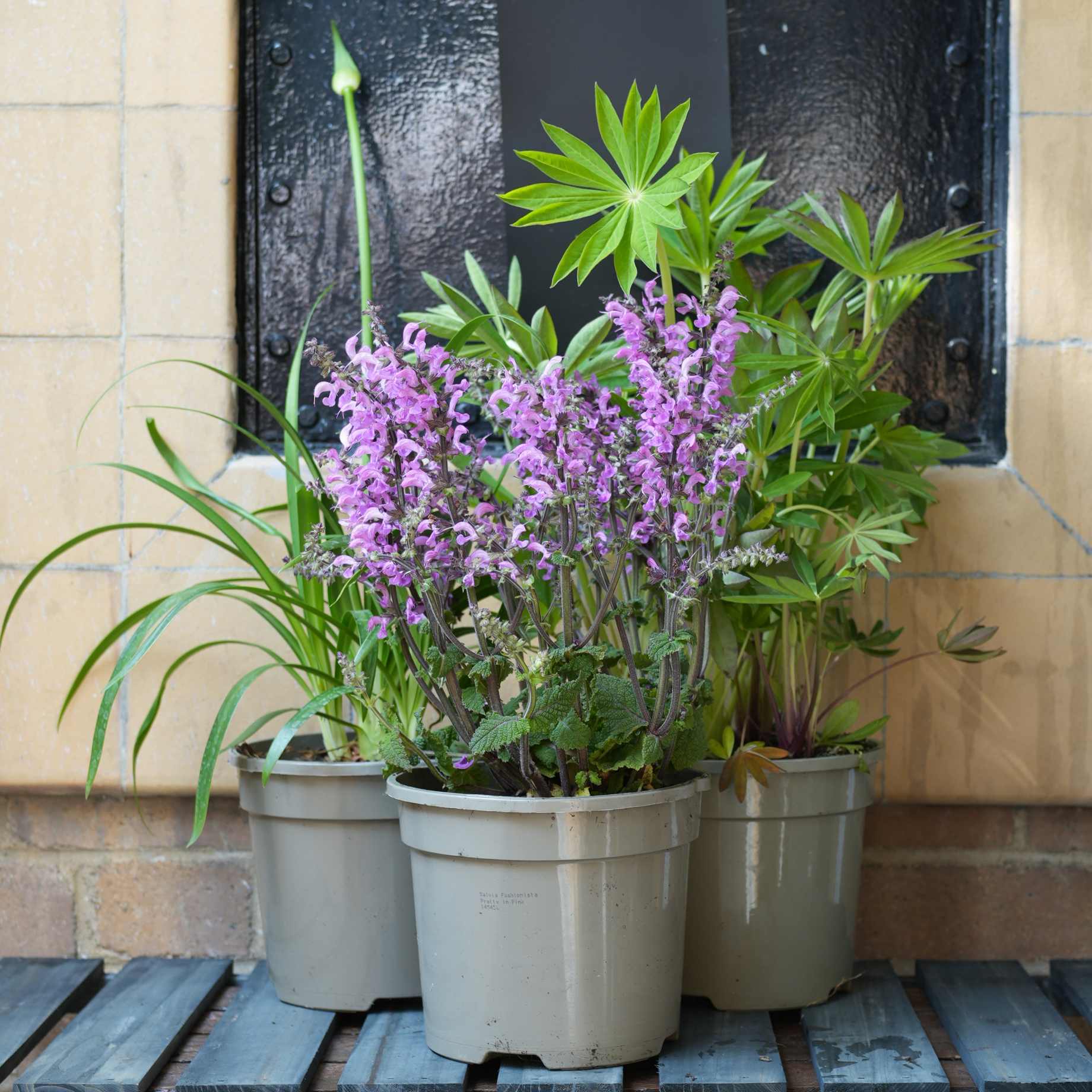 Pink & Purple Perennial Plants Collection | Flower, Foliage and Height - Image 17