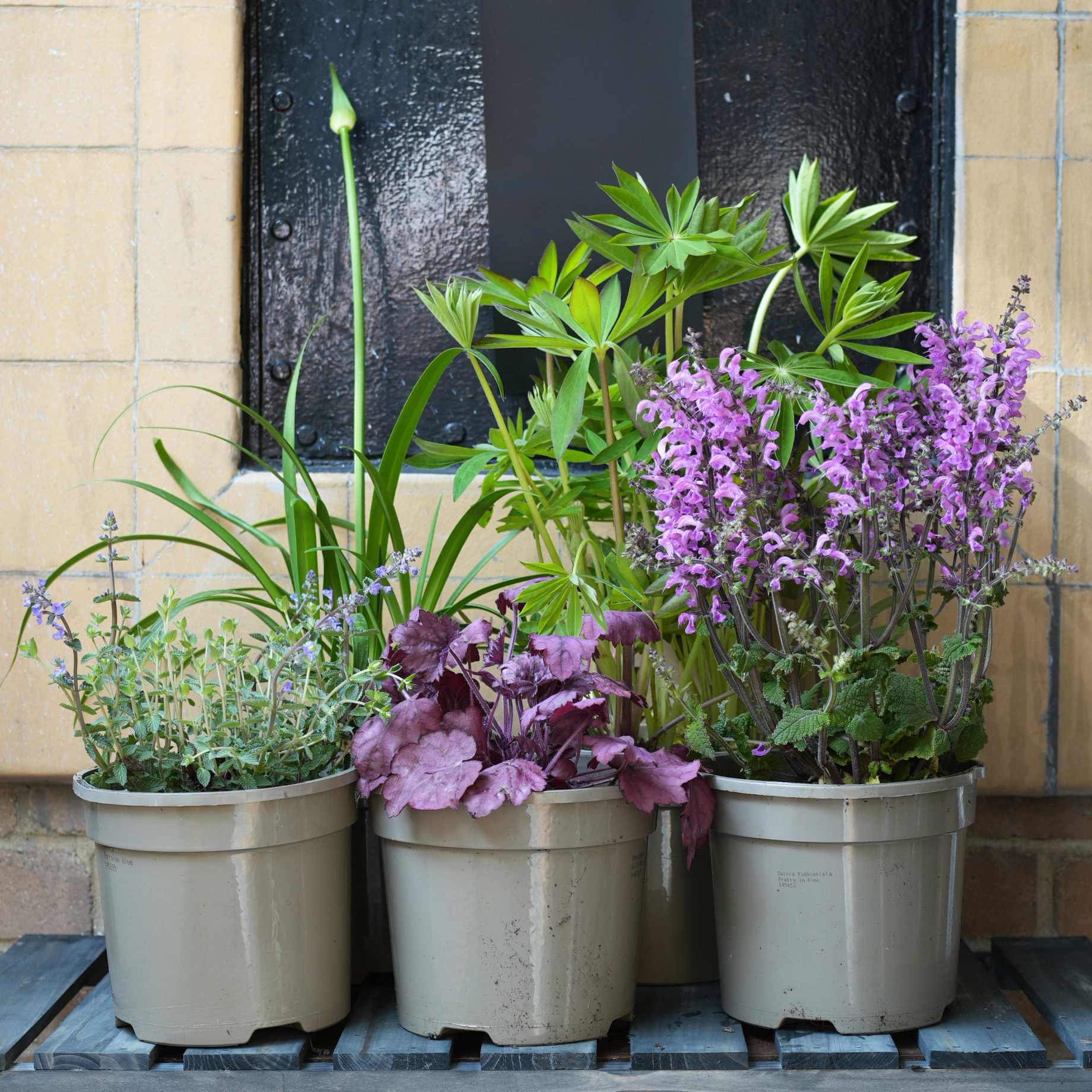 Pink & Purple Perennial Plants Collection | Flower, Foliage and Height - Image 18