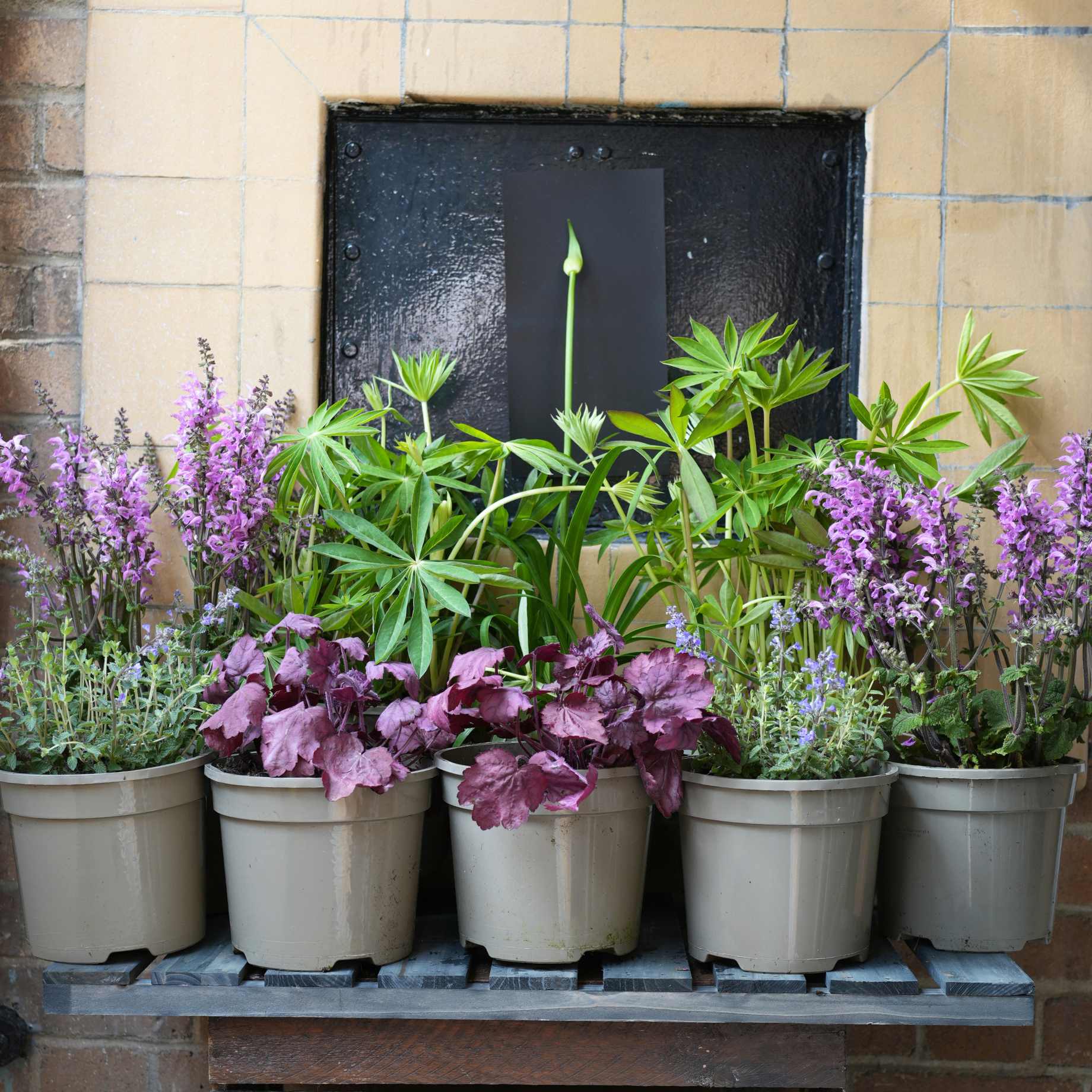 Pink & Purple Perennial Plants Collection | Flower, Foliage and Height - Image 19