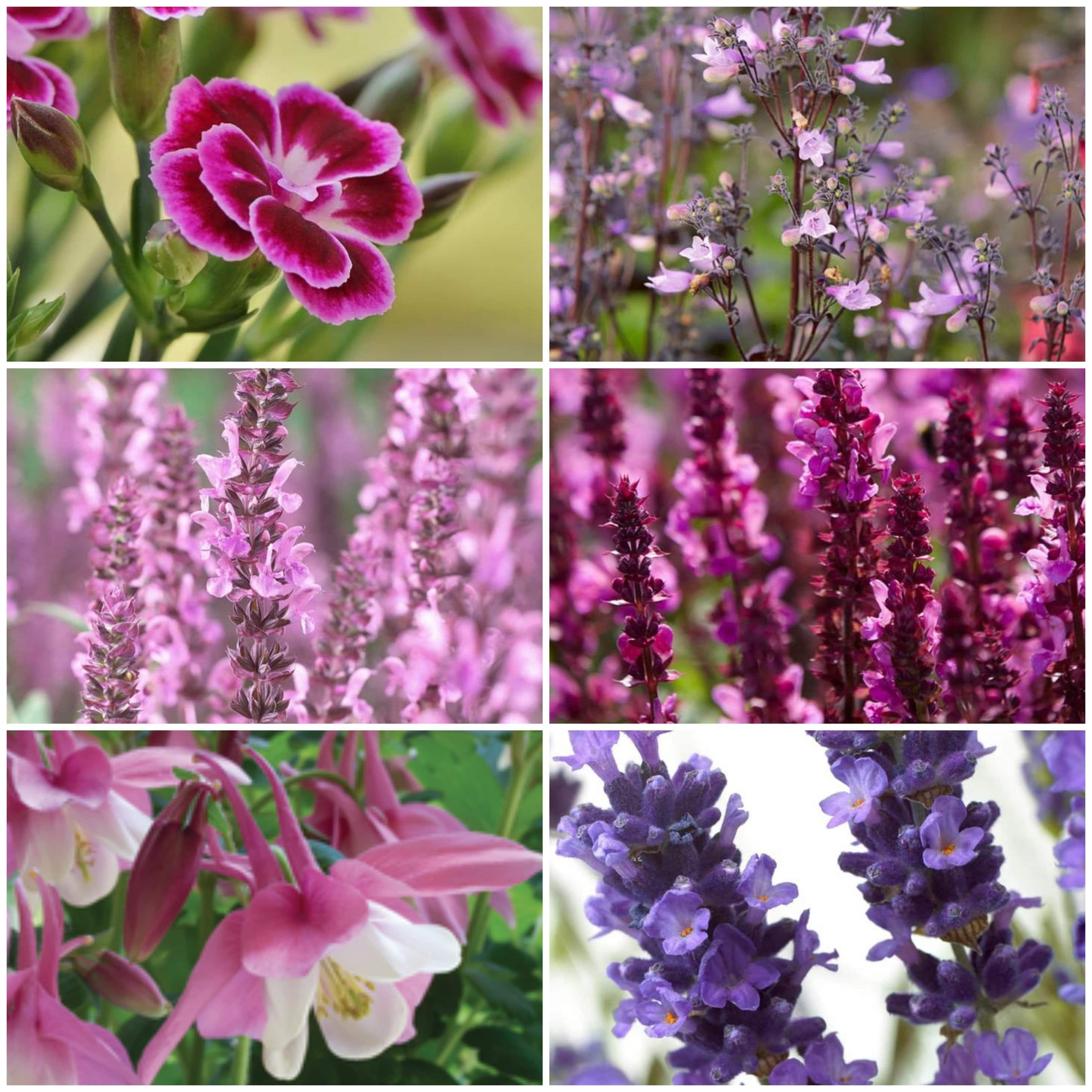 Pink & Purple Perennial Plants Collection | Flower, Foliage and Height - Image 2